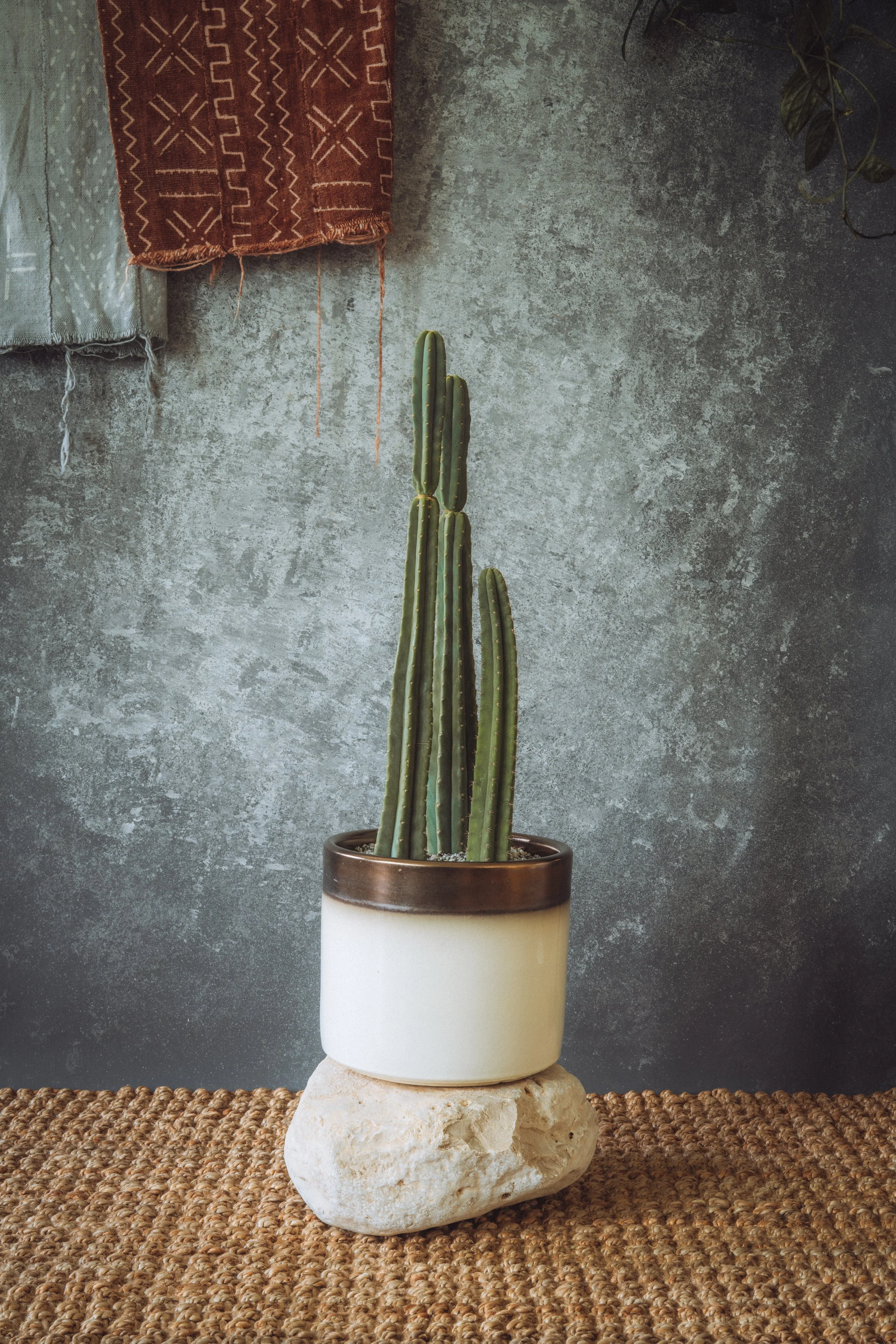 diarabi-plants-invent-51.jpg
