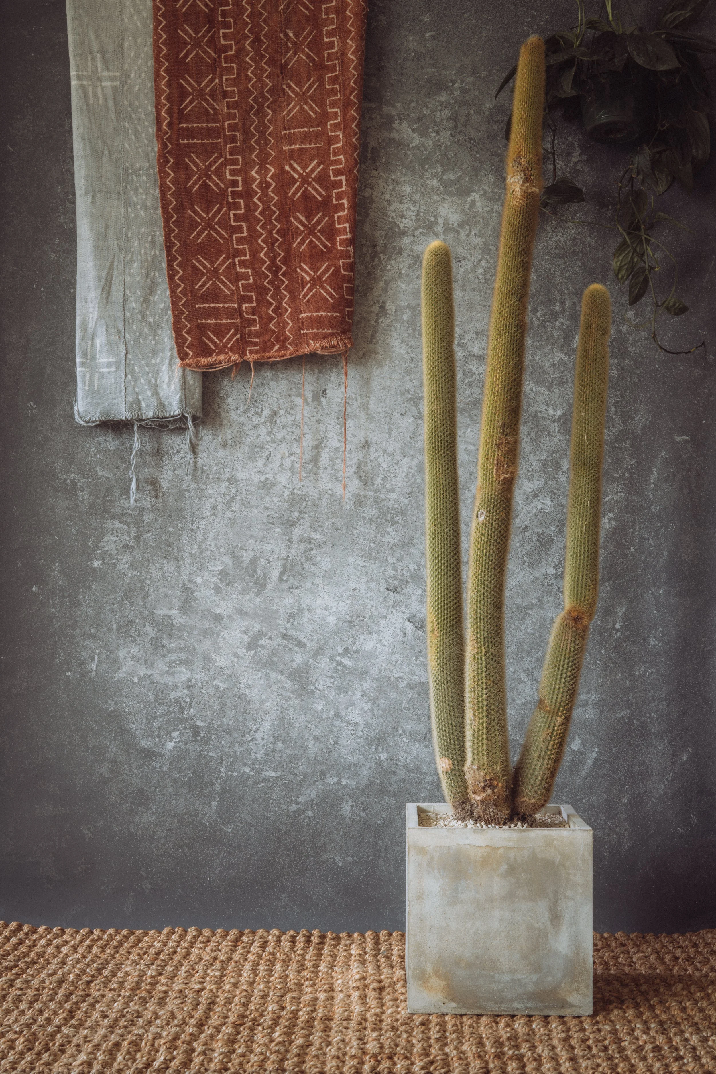 diarabi-plants-invent-37.jpg (Copy)