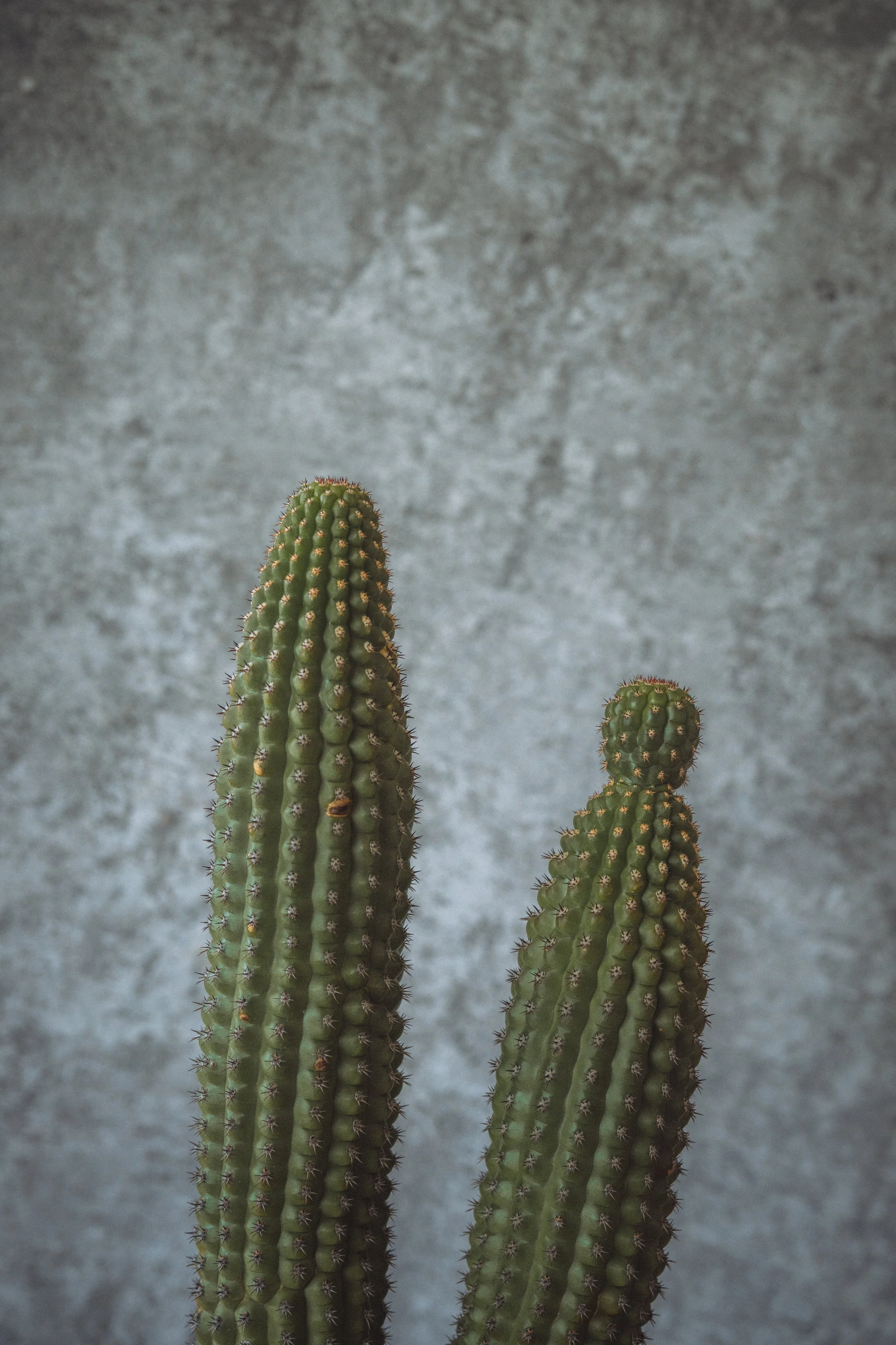 diarabi-plants-invent-093.jpg