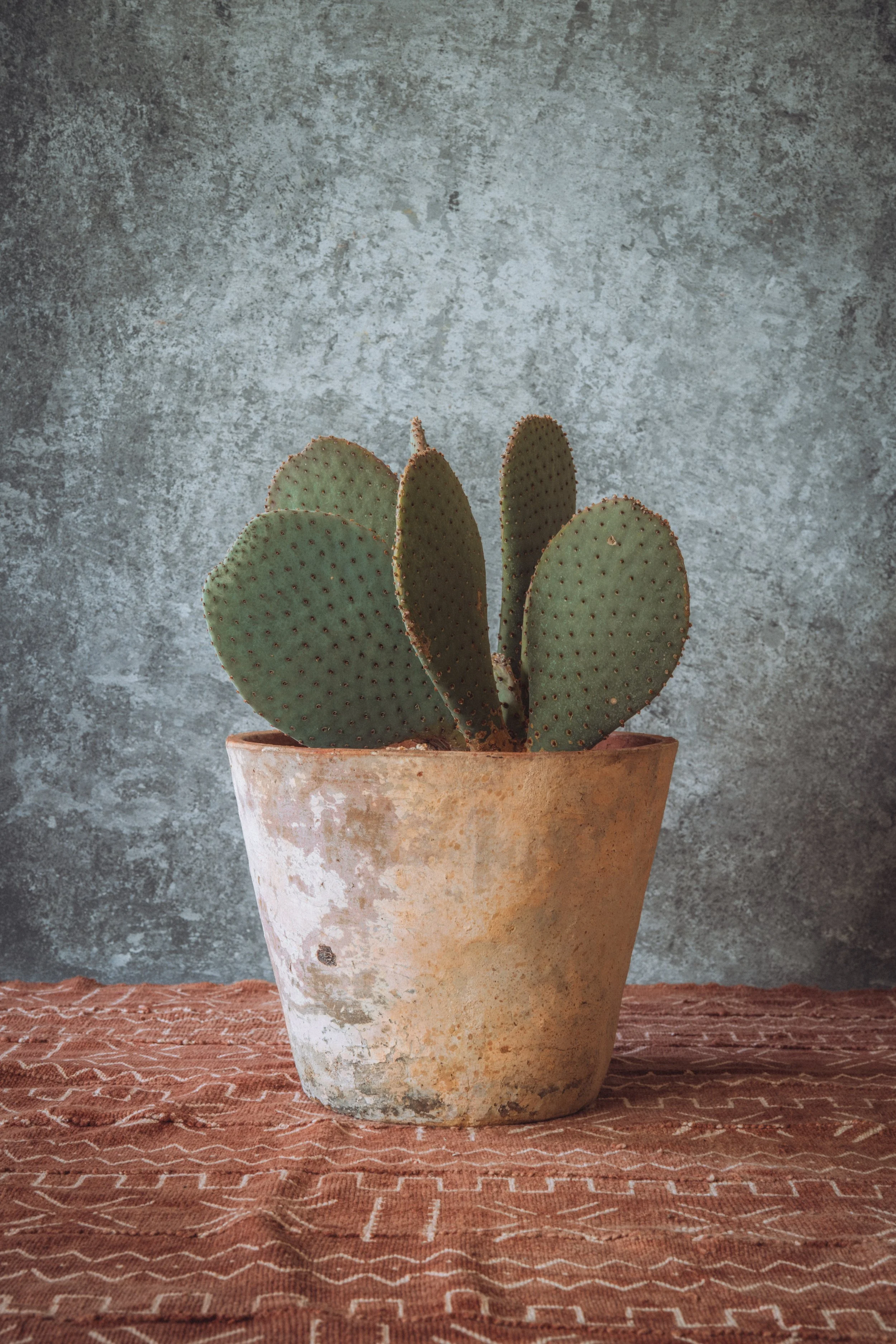 Opuntia Basilaris – Beavertail Cactus