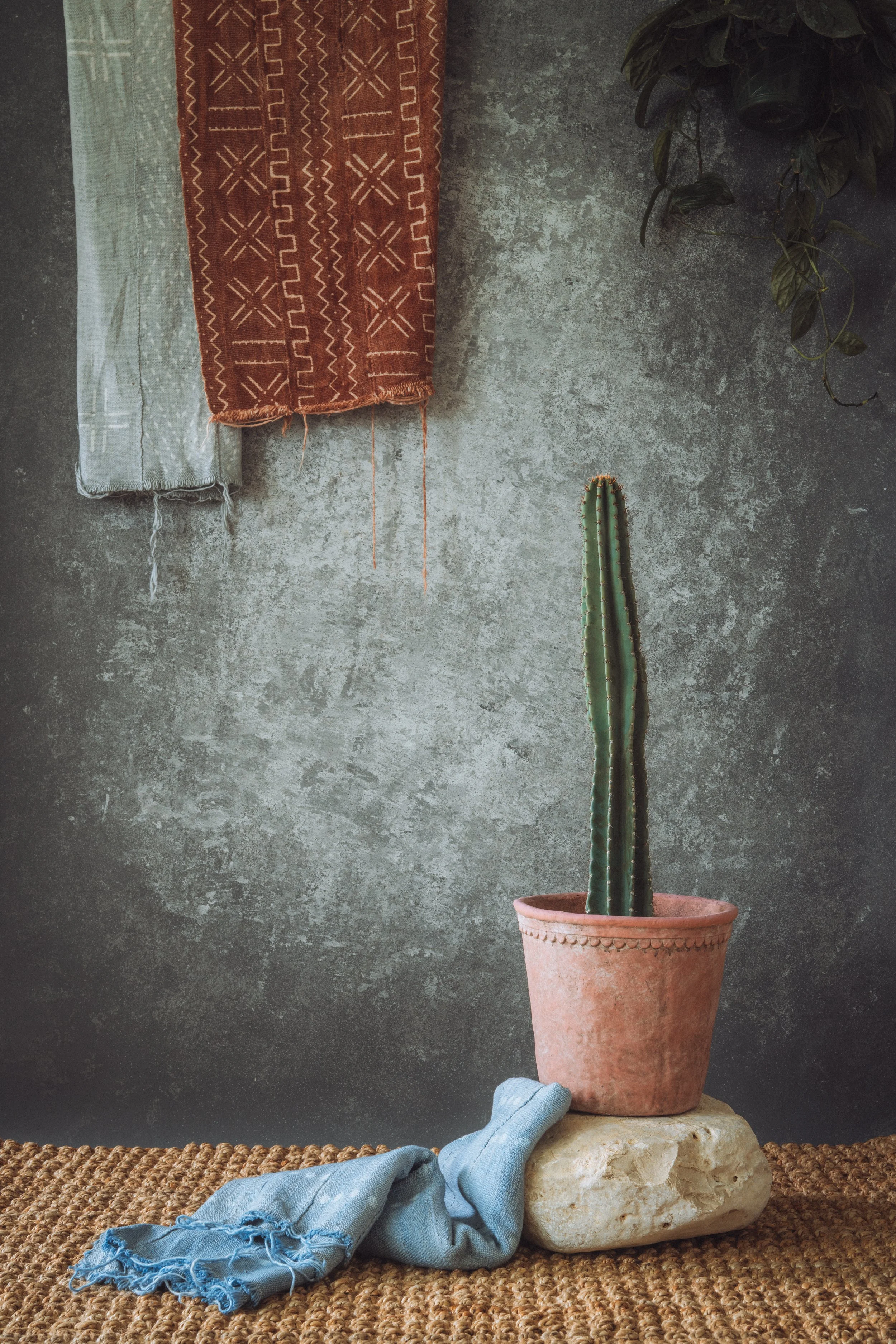 Cereus Peruvianus (Cereus Repandus) – Peruvian Apple Cactus