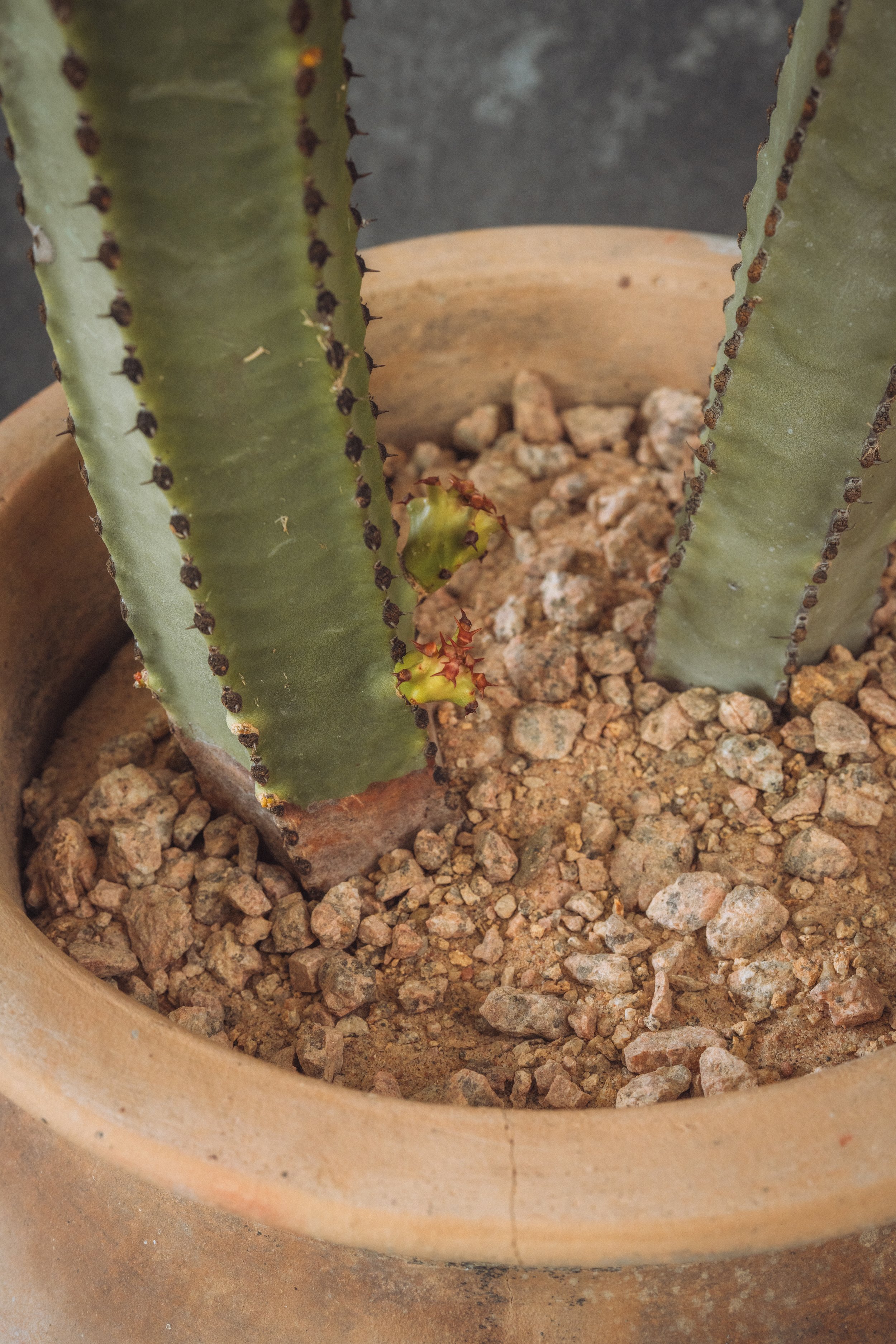 diarabi-plants-invent-07.jpg