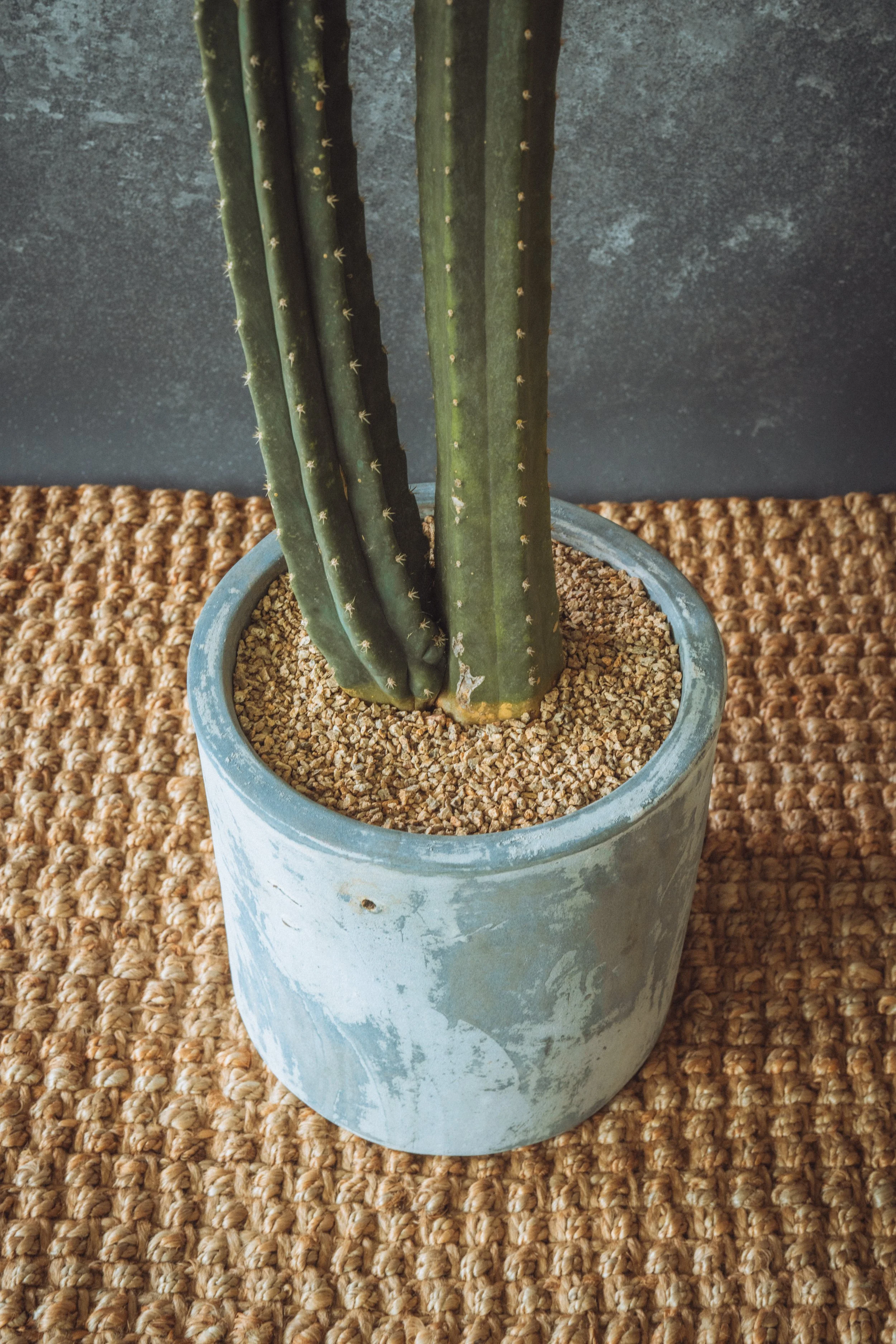 diarabi-plants-invent-02.jpg