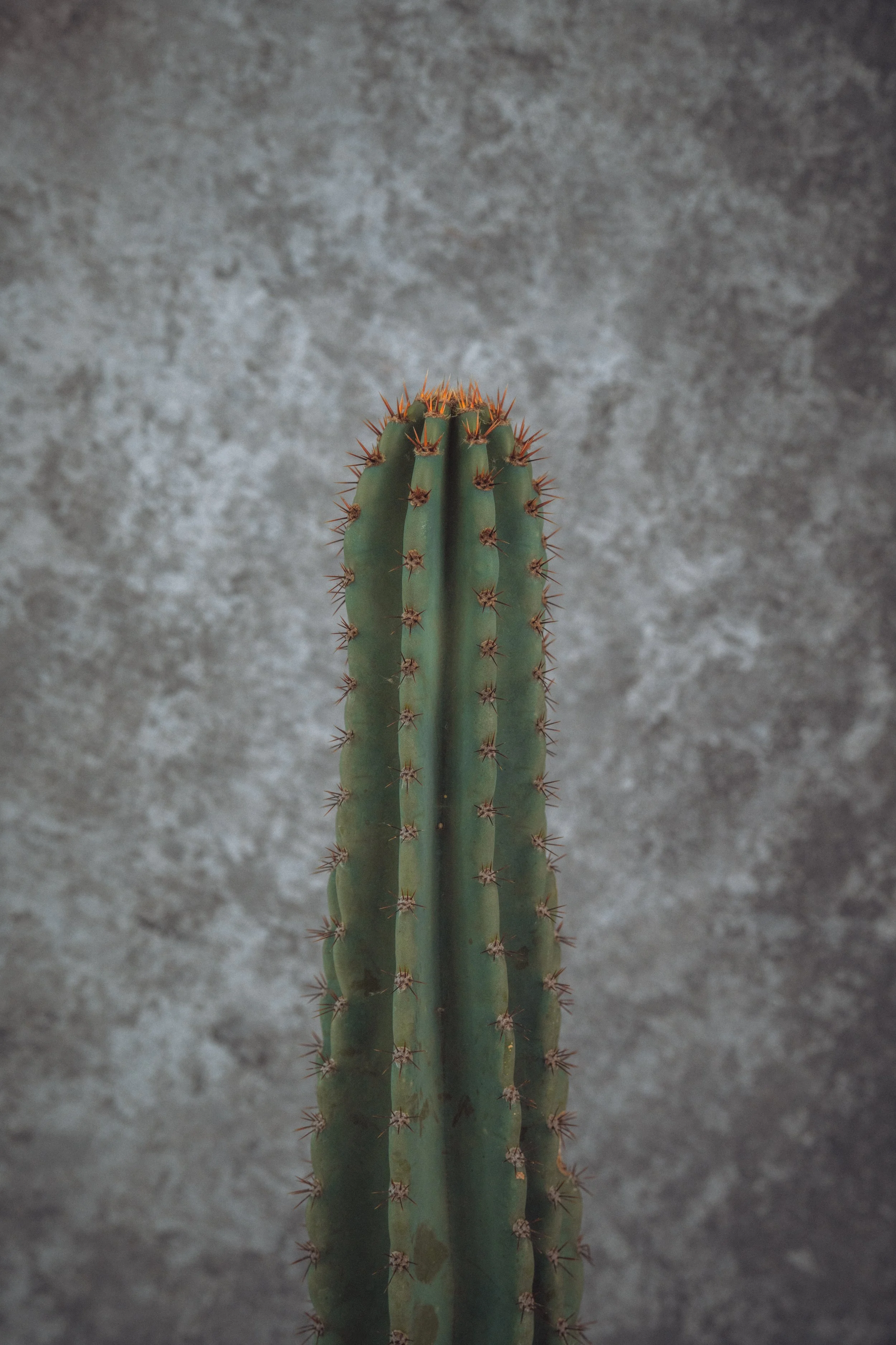 diarabi-plants-invent-22.jpg