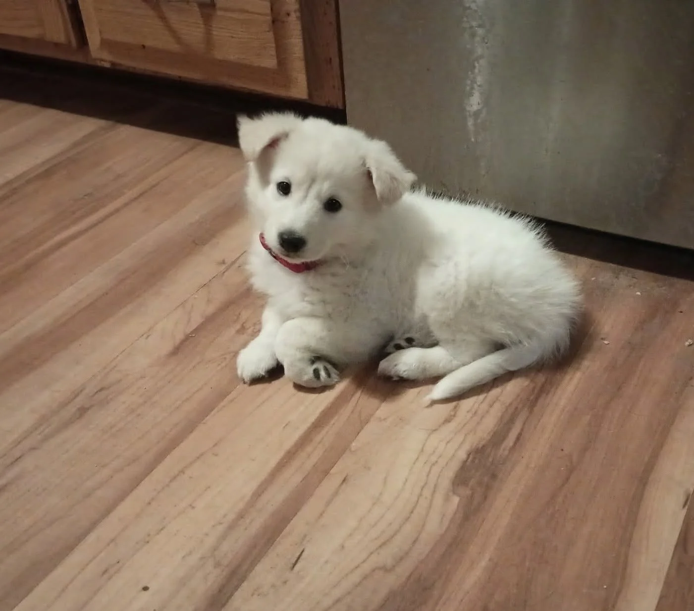 A cute white male puppy with dark eyes sitting on a wooden floor indoors, near a kitchen cabinet and stainless steel fridge.
