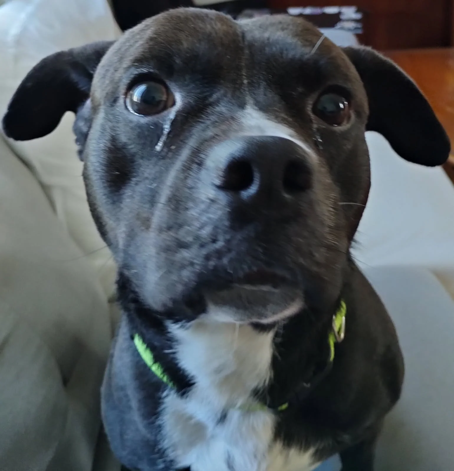 Close-up of a black and gray male dog with big eyes, sitting on a couch.