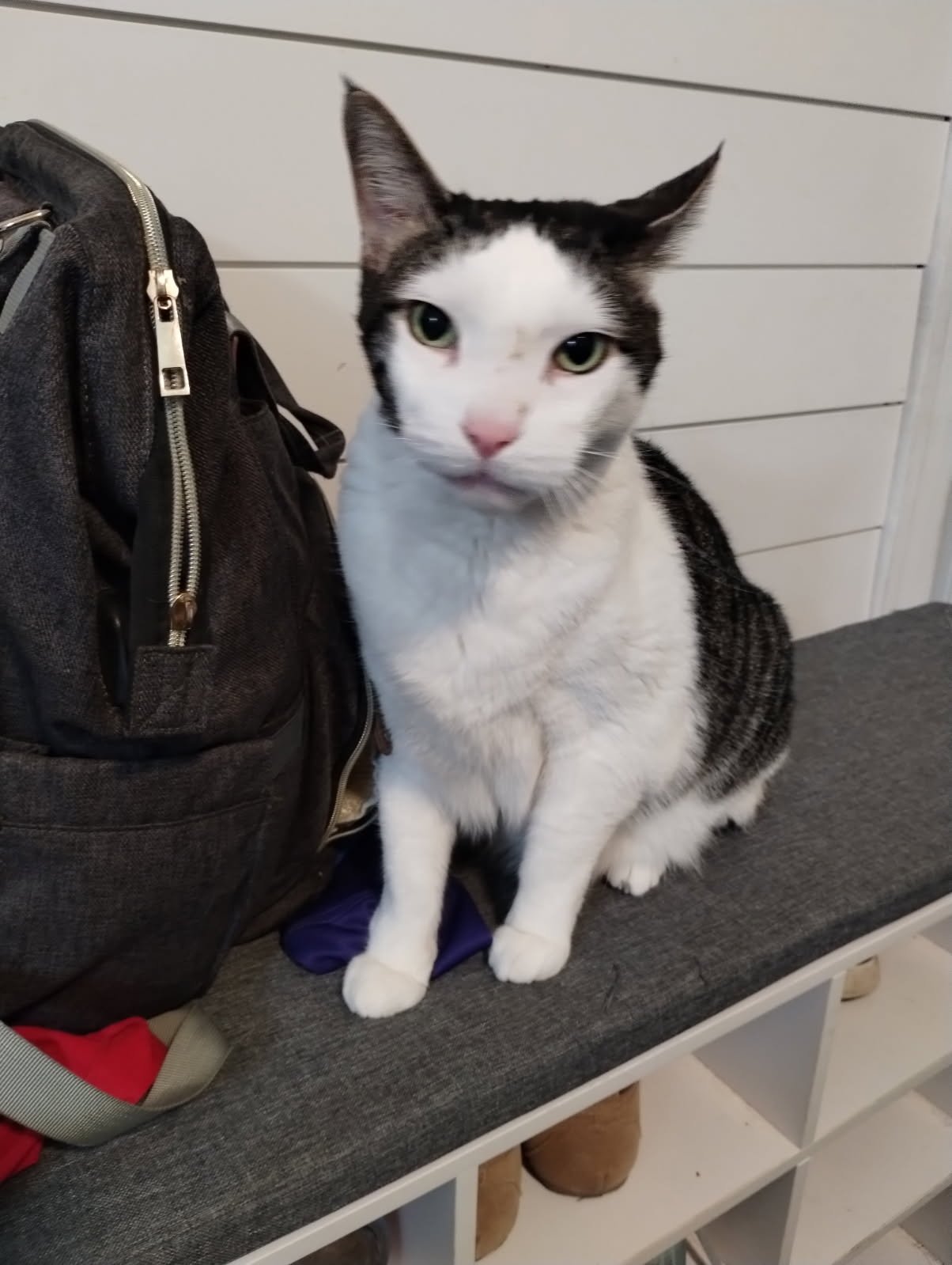 A black and white male cat with green eyes sitting on a gray bench next to a black backpack.