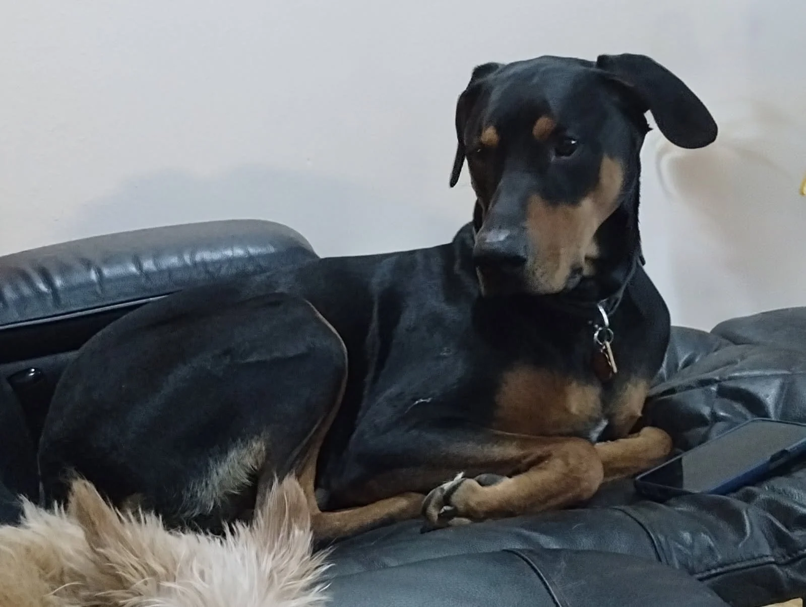 A black and tan male Doberman dog resting on a black leather couch, looking off to the side with a calm expression.