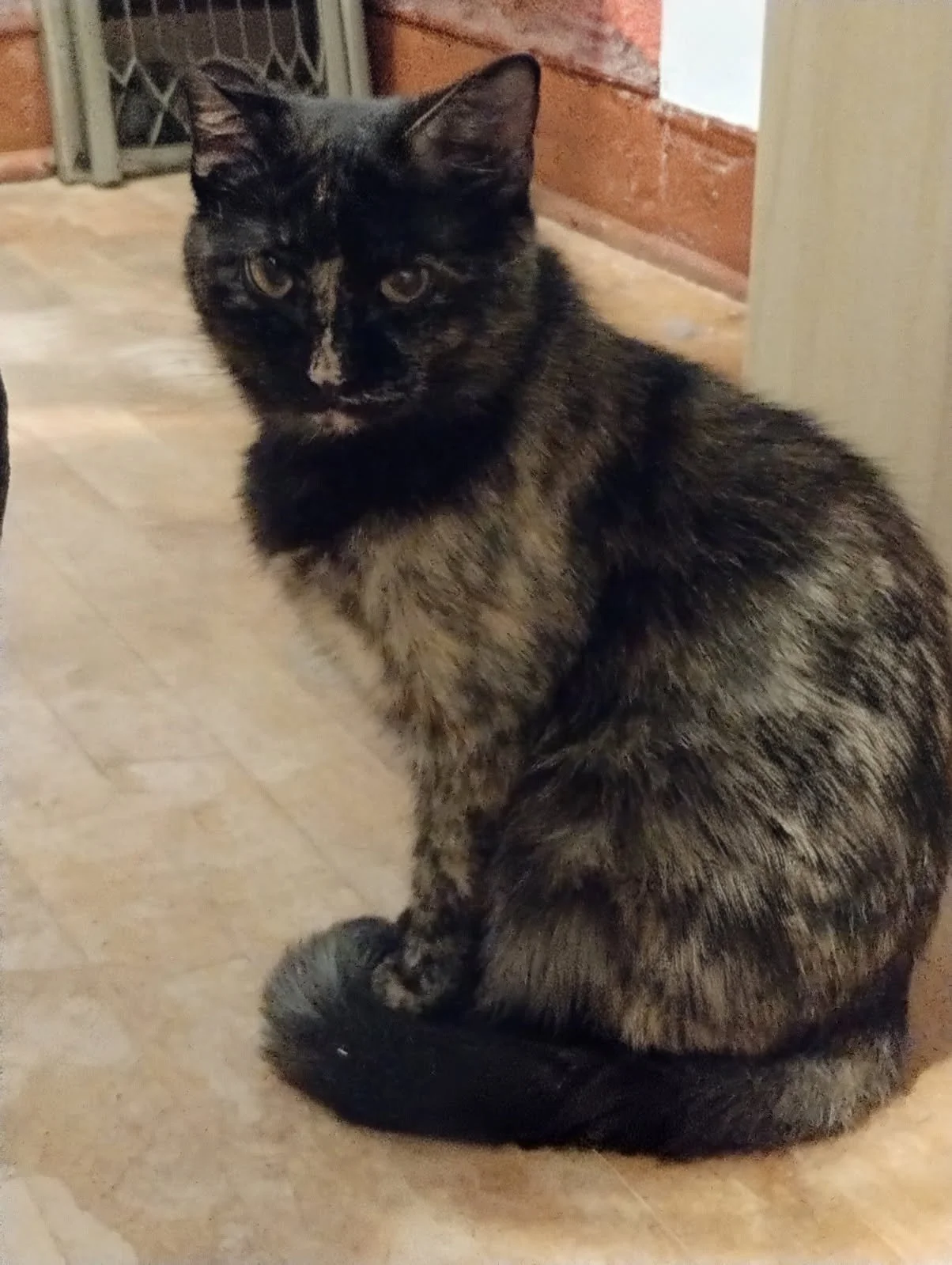 A female tortoiseshell cat sitting on a hardwood floor, looking at the camera, with a wooden wall and some metal objects in the background.