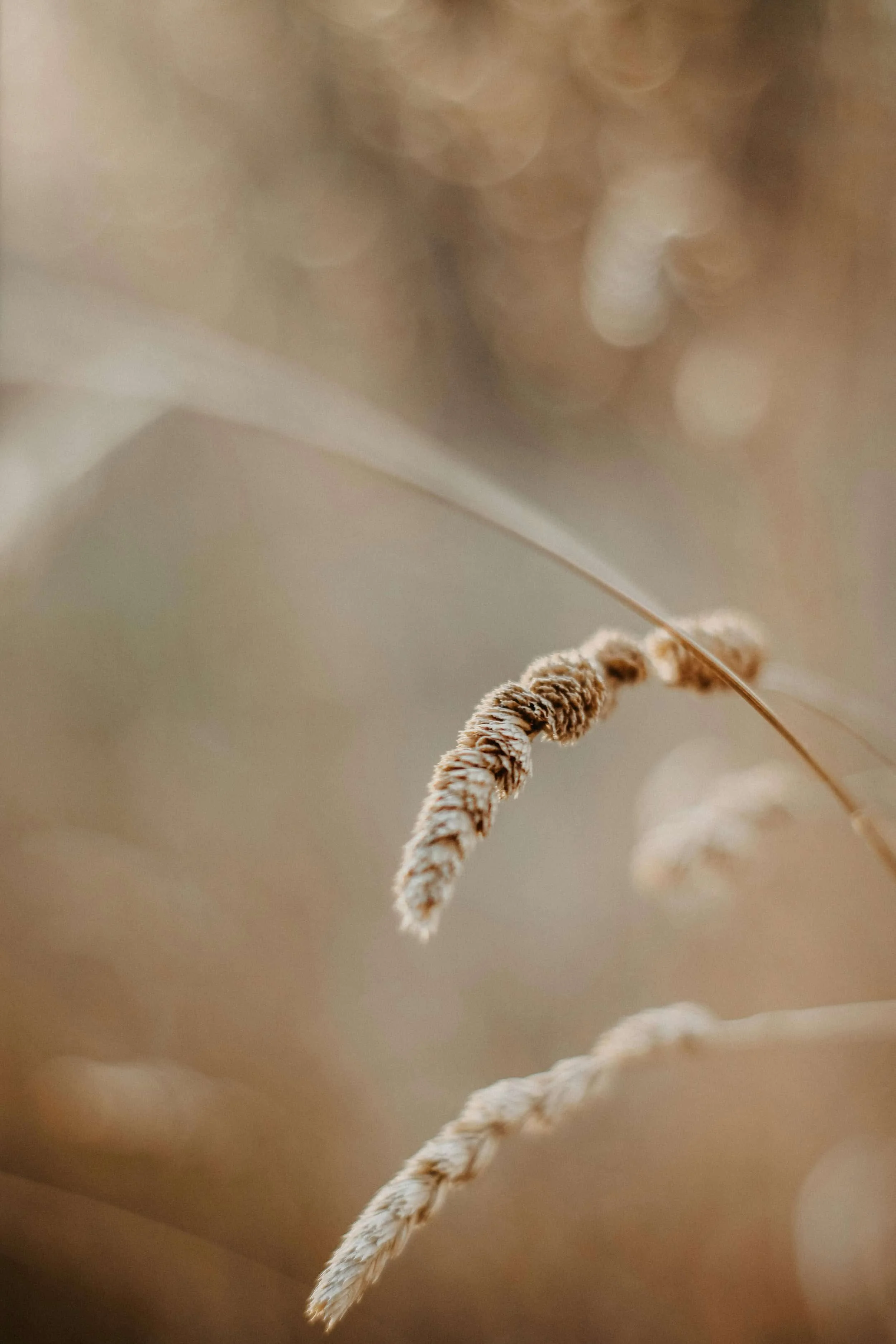 Close-up of pampas grass against blurred background with soft, warm tones.