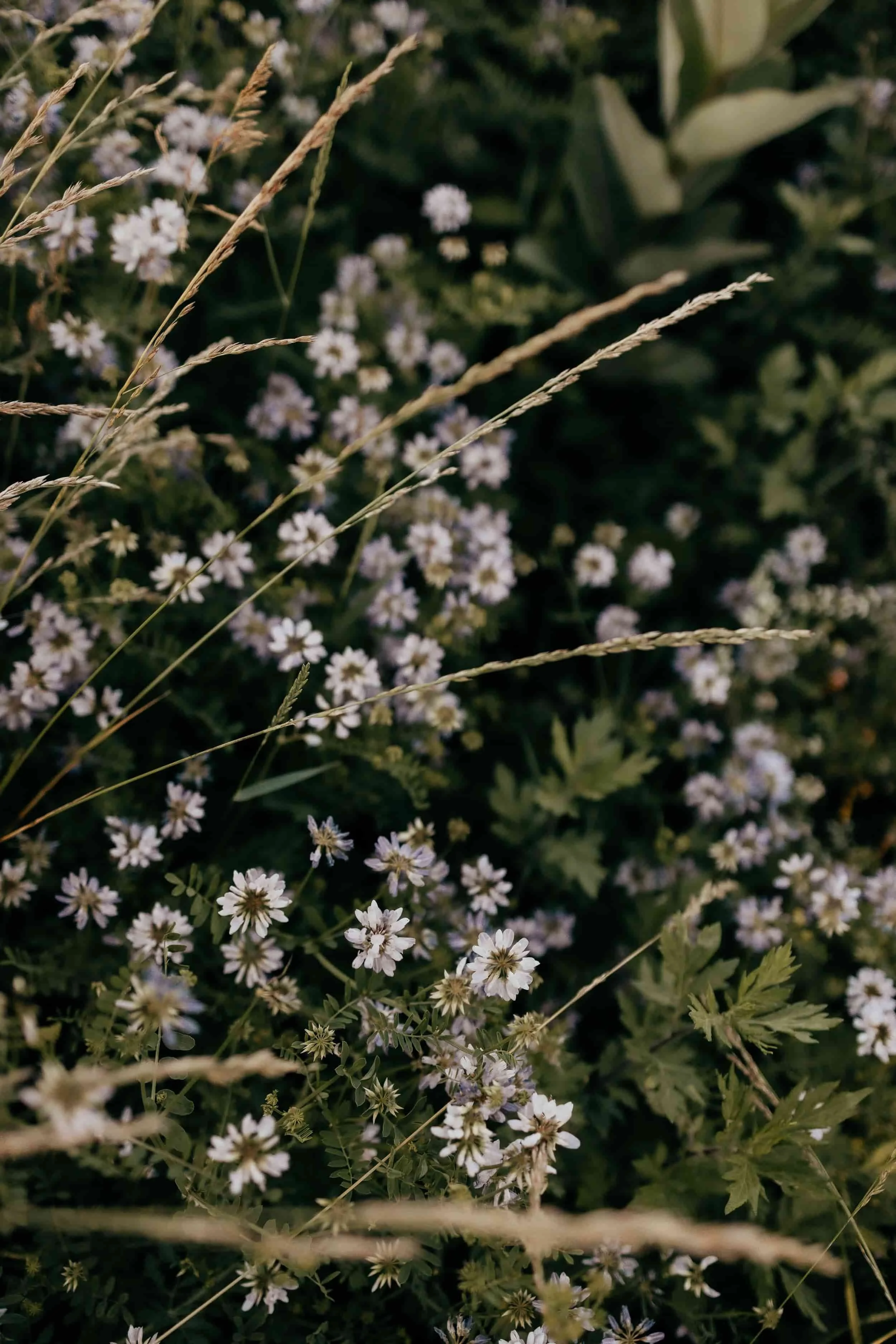 Close-up of small white flowers with five petals, scattered among green foliage and tall dry grass stems.