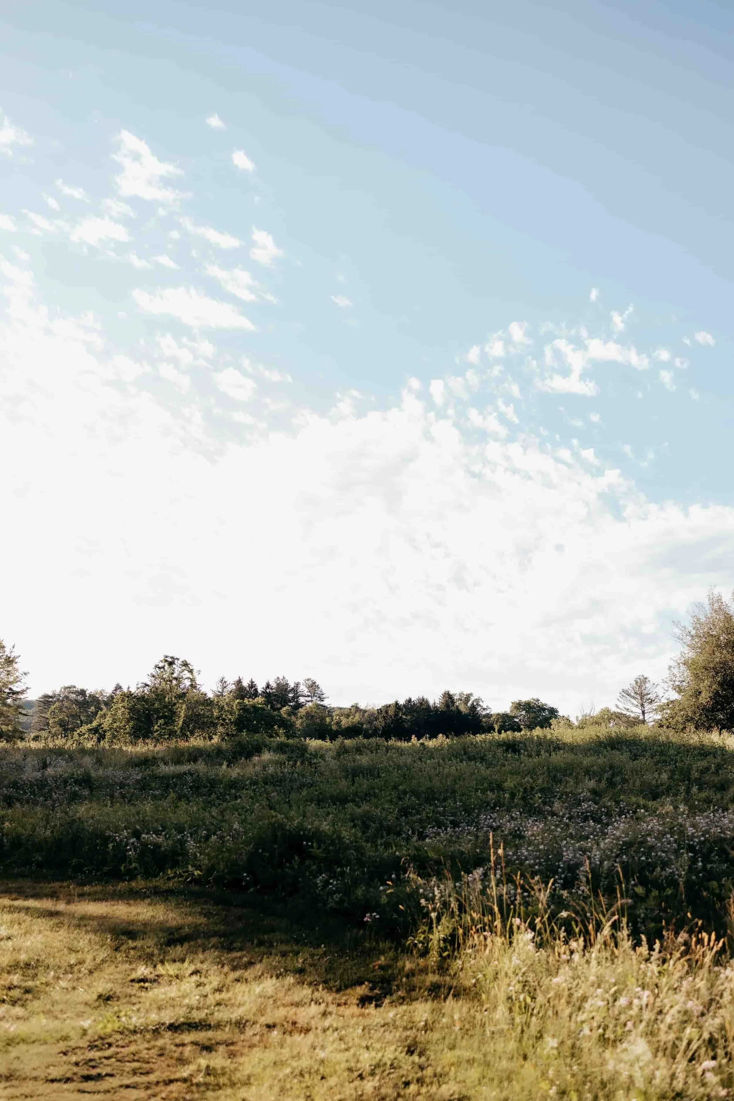 A landscape view featuring a grassy field with wildflowers, a line of trees in the distance, and a partly cloudy sky overhead.