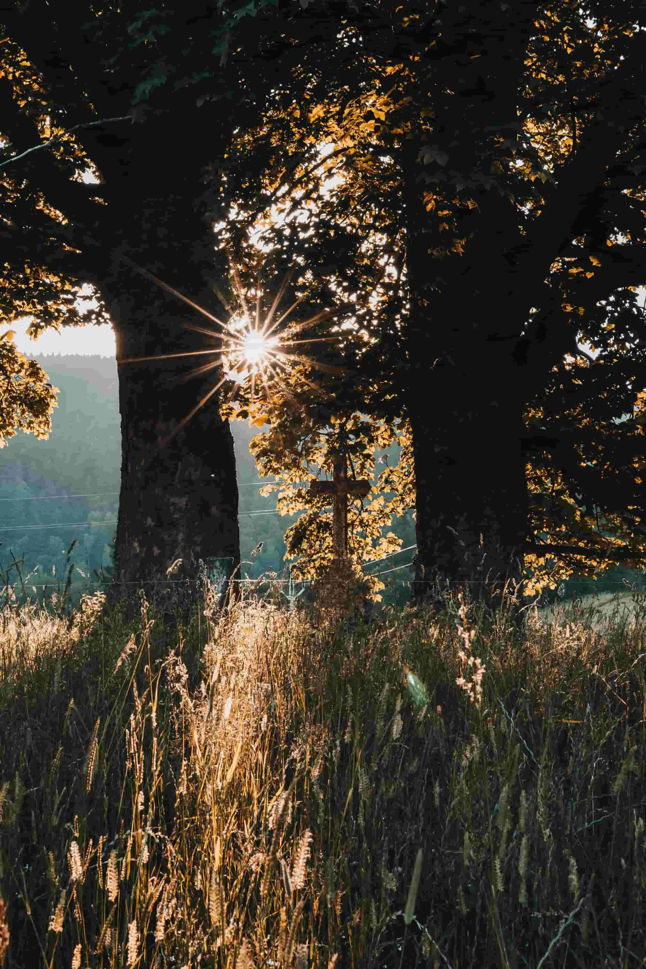Sunlight filtering through leaves of trees during sunset, casting a warm glow on the grass and foliage below.  A visible cross between the trees.