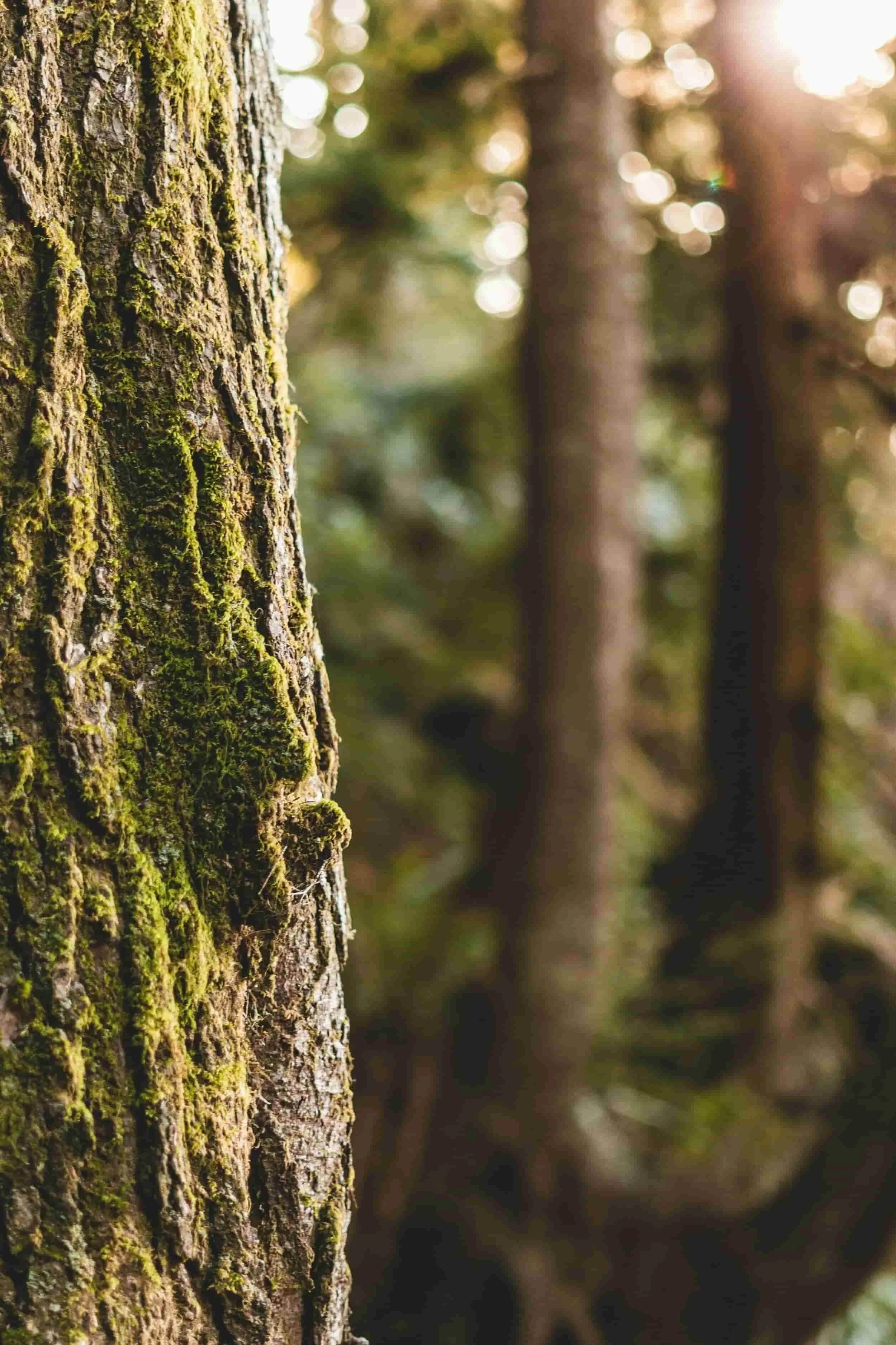 Close-up of tree bark with moss, sunlight filtering through the forest in the background.