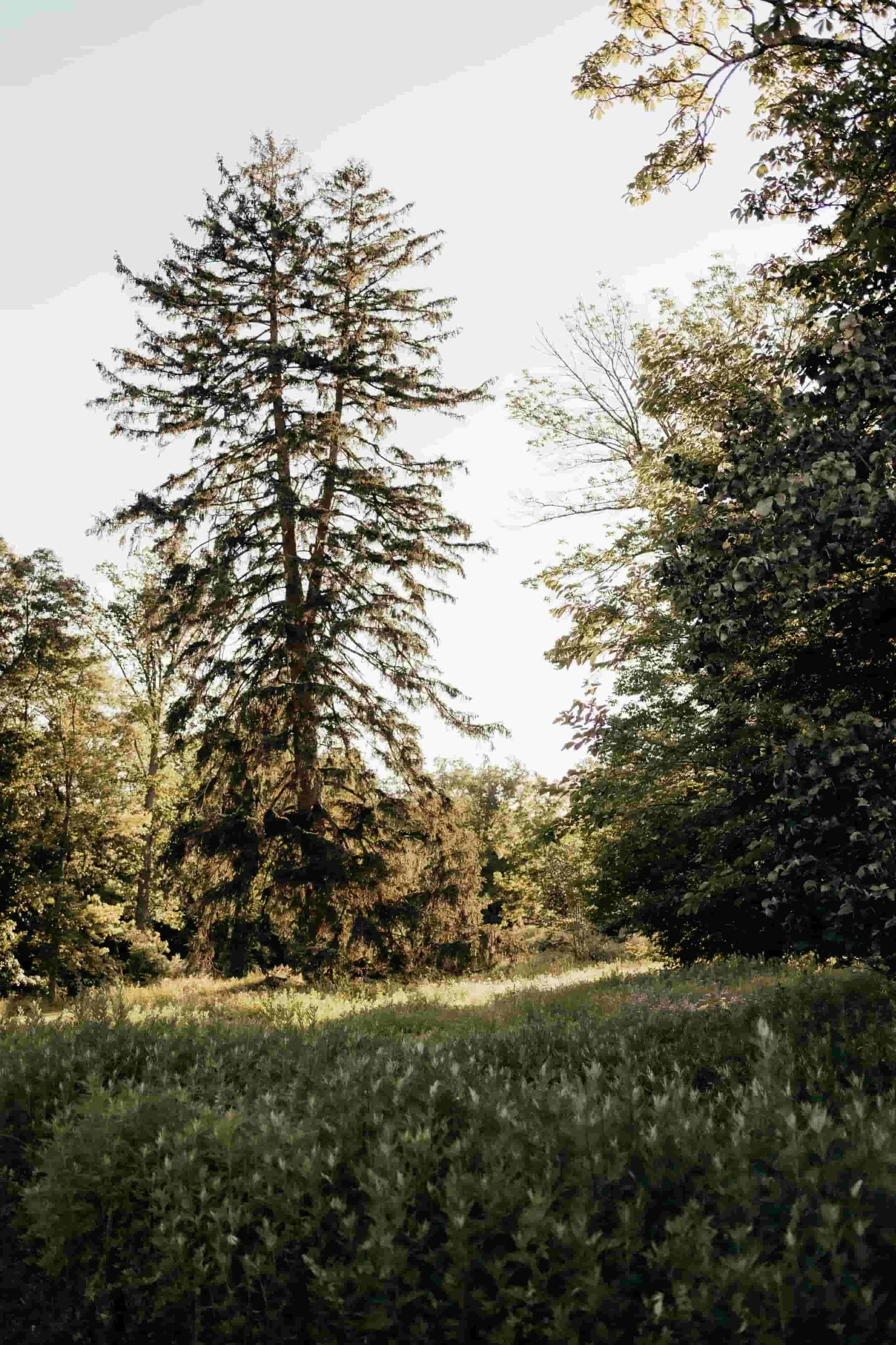 Tall pine tree in a grassy field with surrounding trees, sunlight filtering through the leaves, and clear sky in the background.