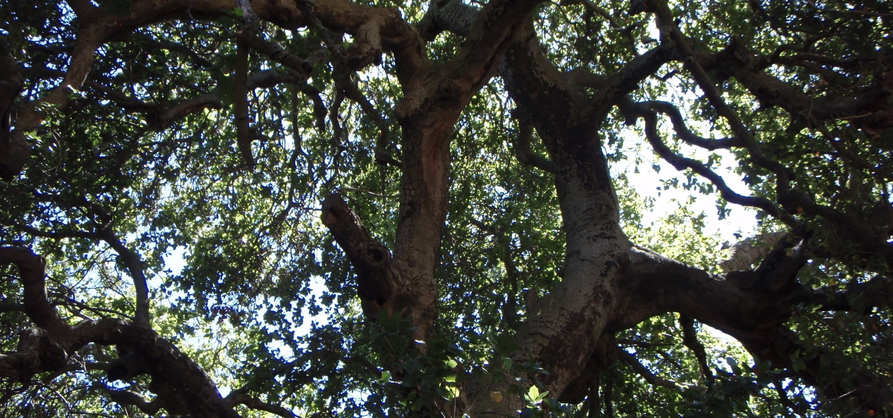 A coast live oak shading a residential lot in the Ojai Valley, with the Topatopa Mountains behind it.