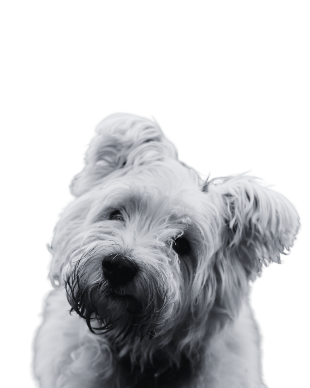 Perro pequeño de pelaje blanco y rizado, mirando hacia la cámara.