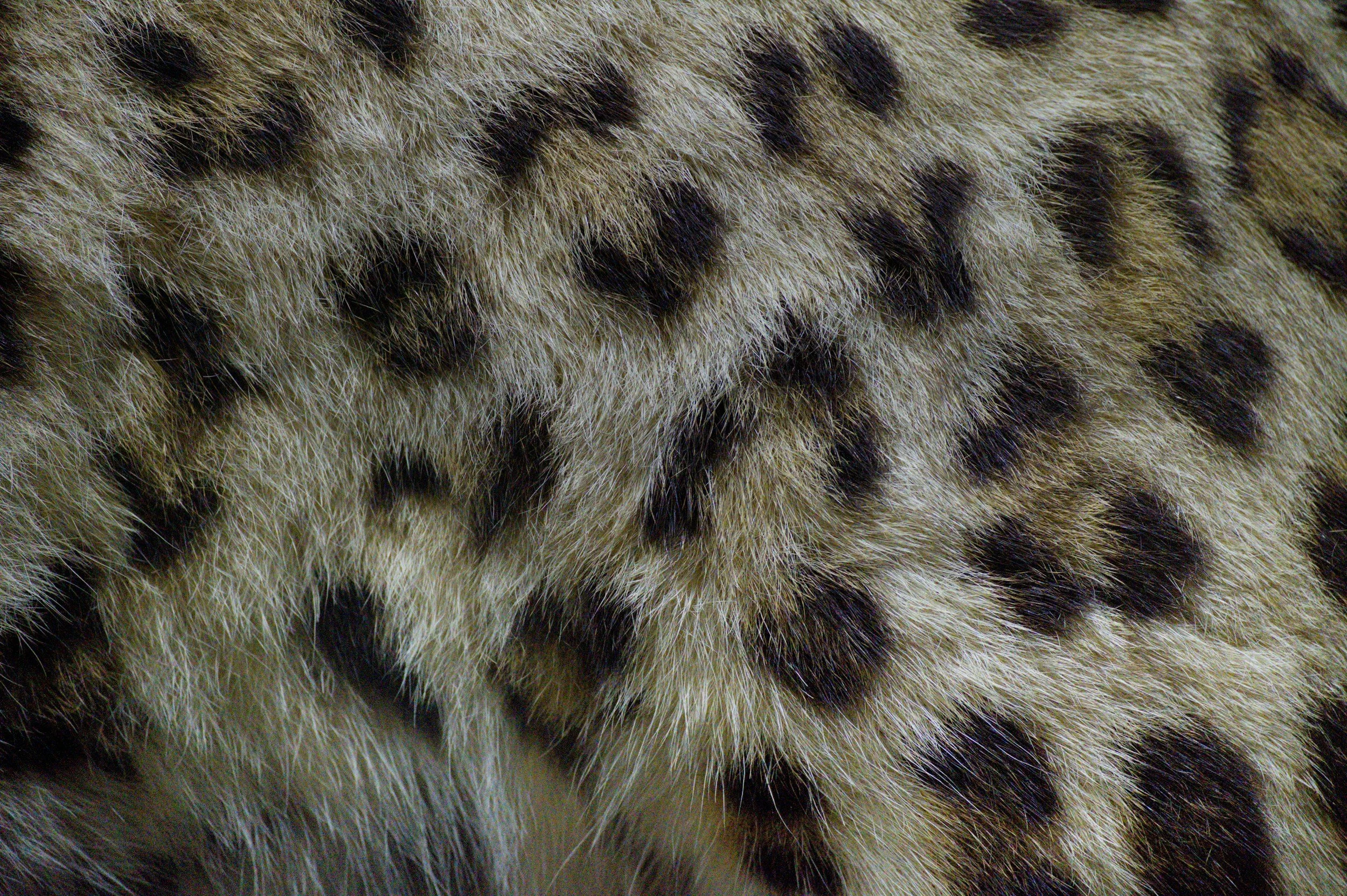 Close-up of animal fur with black spots on light brown and beige background.