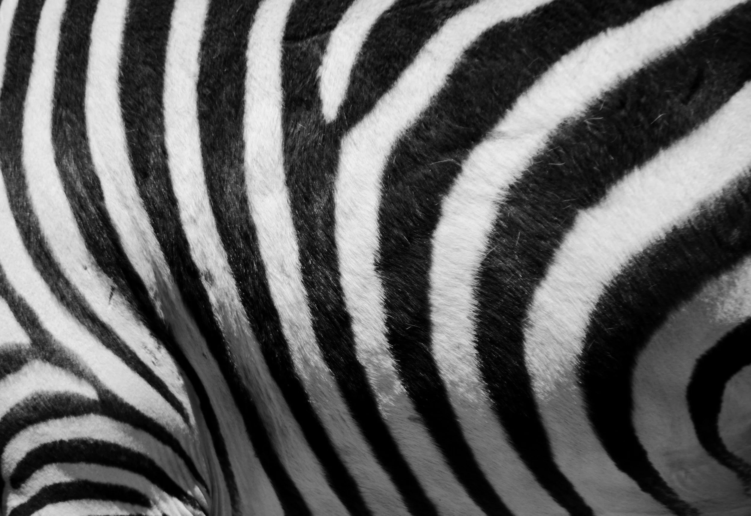 Close-up of a zebra's black and white striped pattern on its body.