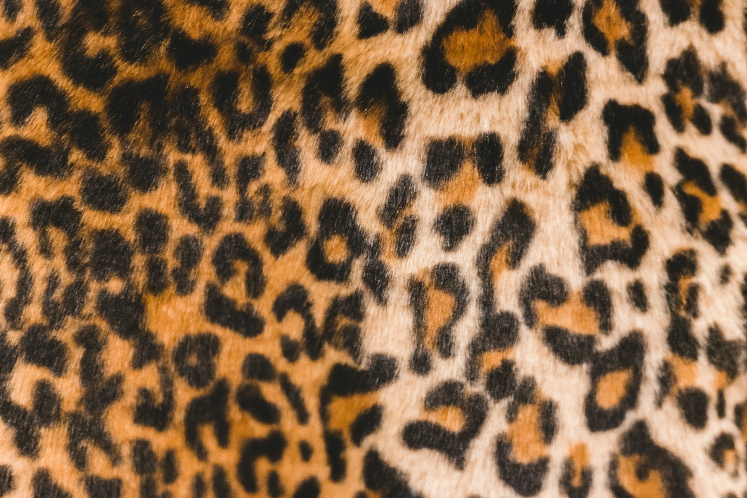 Close-up of leopard print fur with dark rosette spots on tan background.