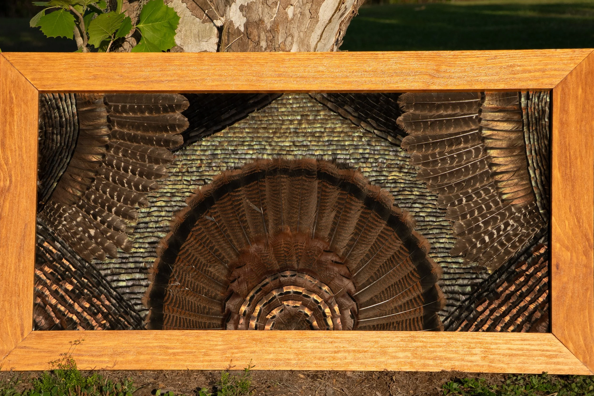 A framed piece of artwork depicting the tail feathers of a turkey, with various shades of brown, black, and iridescent feathers, set outdoors on the ground with grass and small plants at the base, and a tree trunk and green leaves in the background.