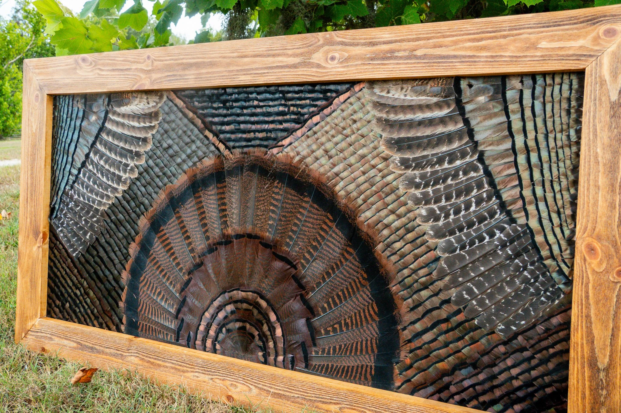 Framed artwork of a bird's feathered tail with detailed patterning, positioned outdoors with green foliage in the background.