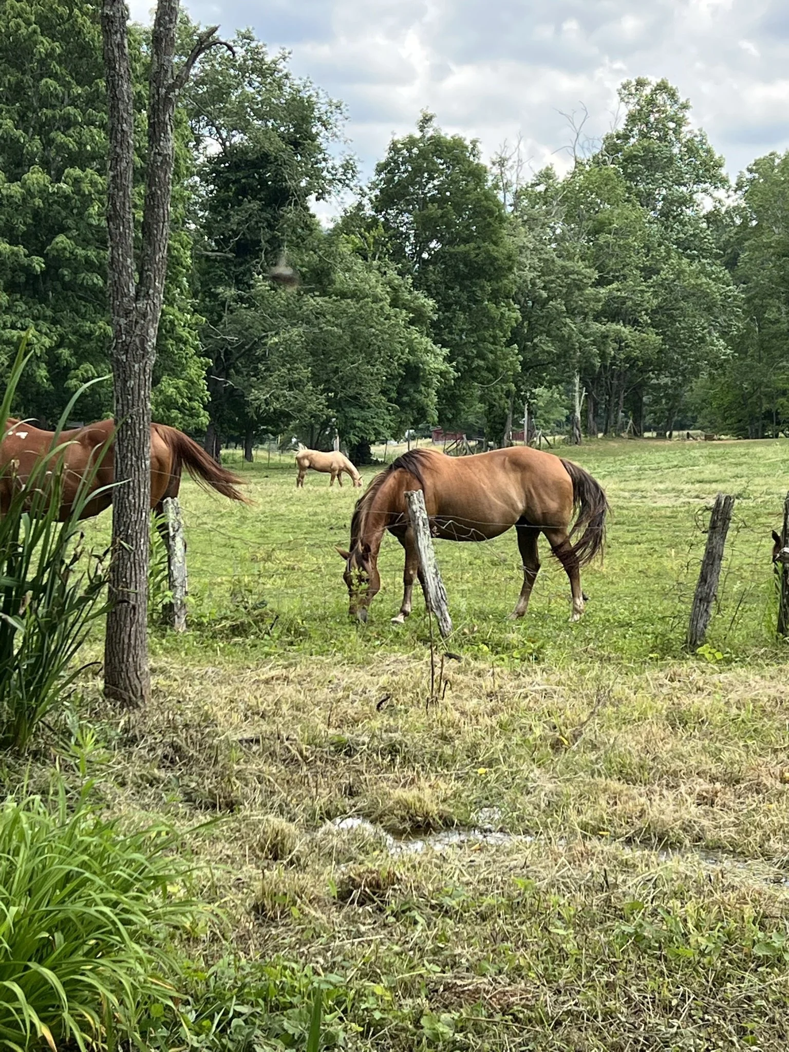 single horse.jpg