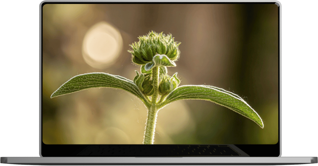 Close-up of a green plant with fuzzy leaves and a budding flower on a laptop screen.