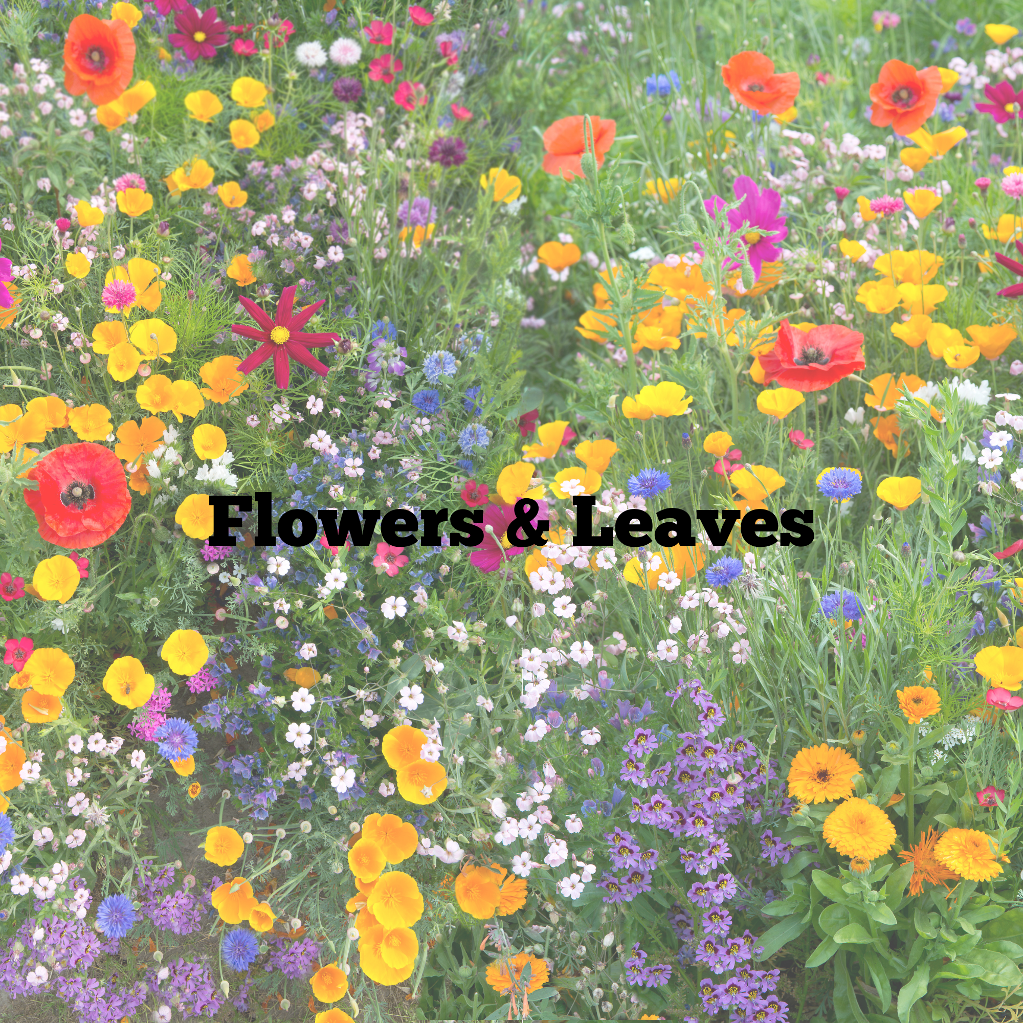 Flowers & Leaves