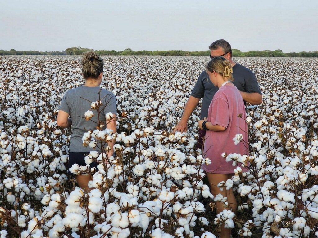 Three people standing in a cotton field during daytime, examining the cotton plants.