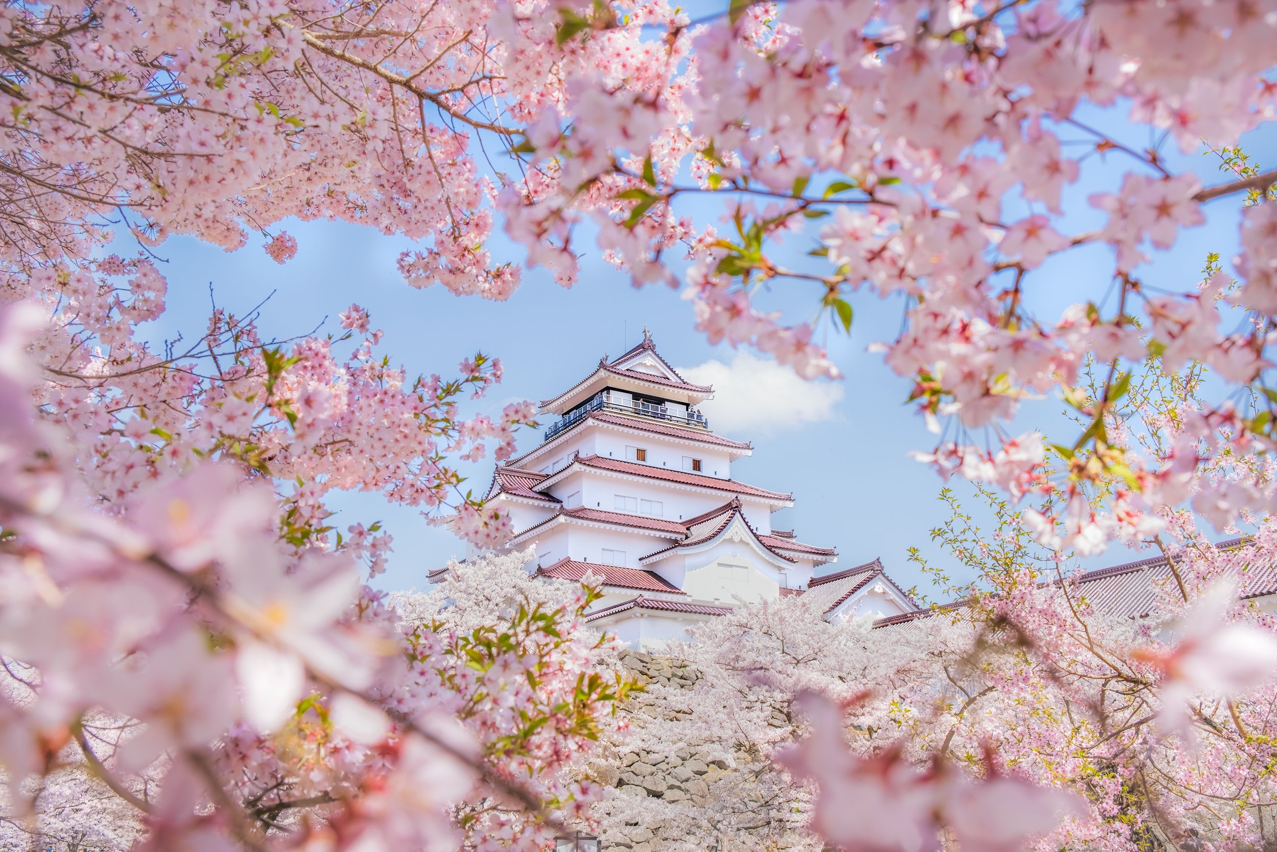 A traditional Japanese castle surrounded by blooming cherry blossom trees with pink flowers, under a blue sky.