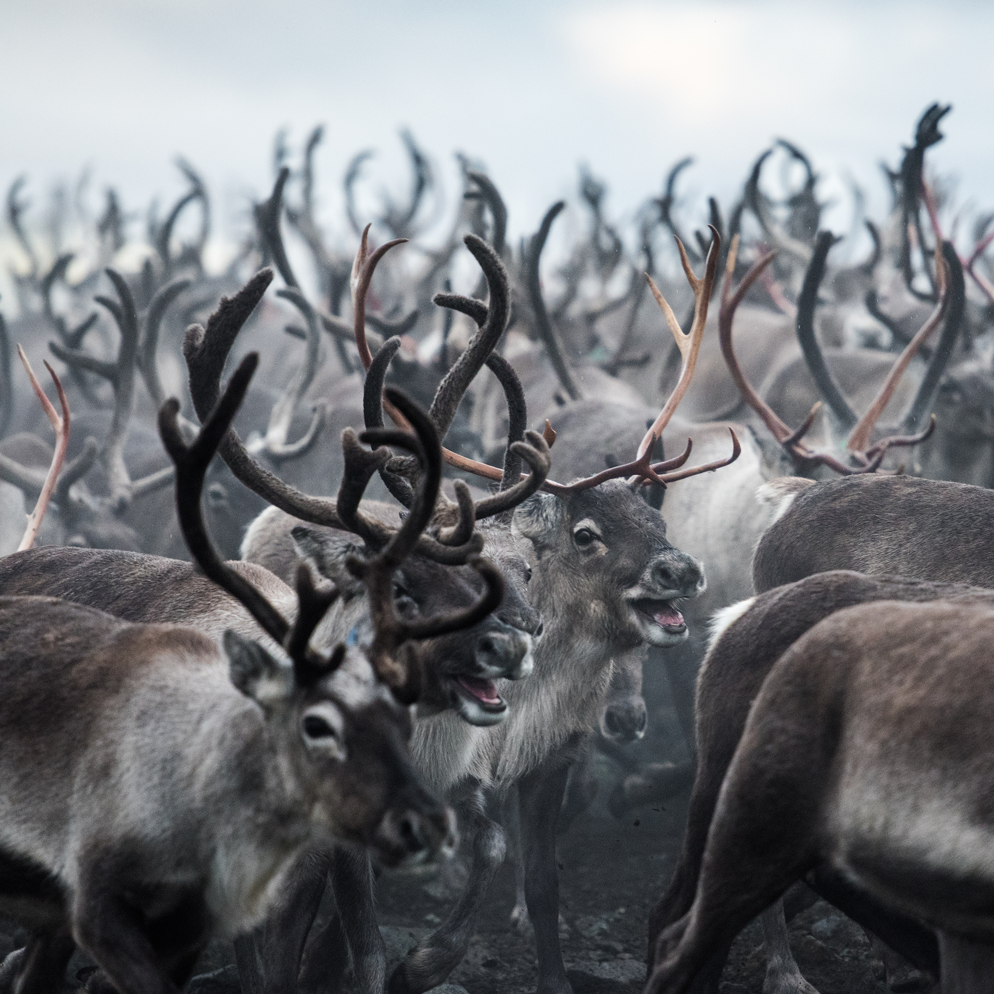 reindeer_sq.png