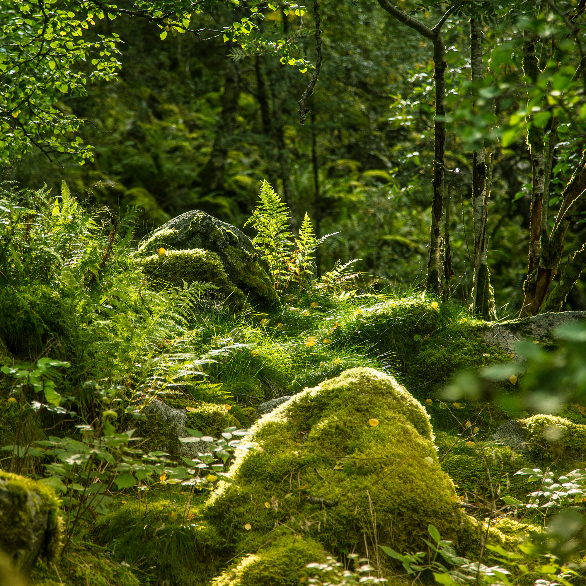 no_forest1_sq.png