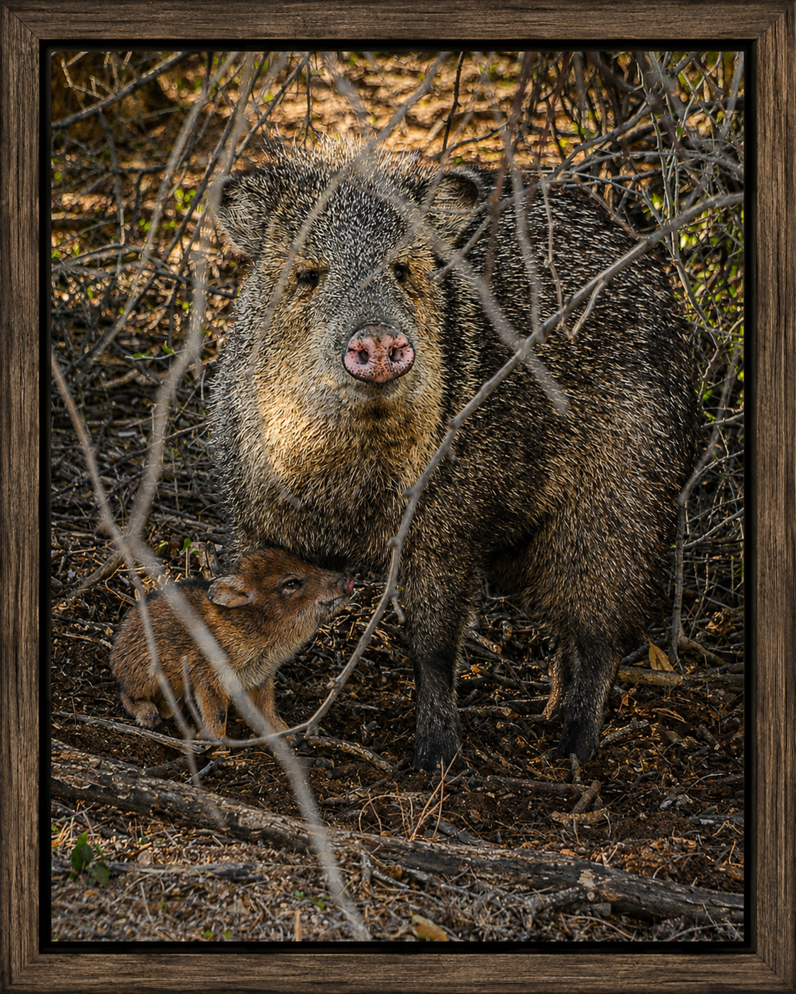 Framed Peccary and Piglet in Woodland Brush.png