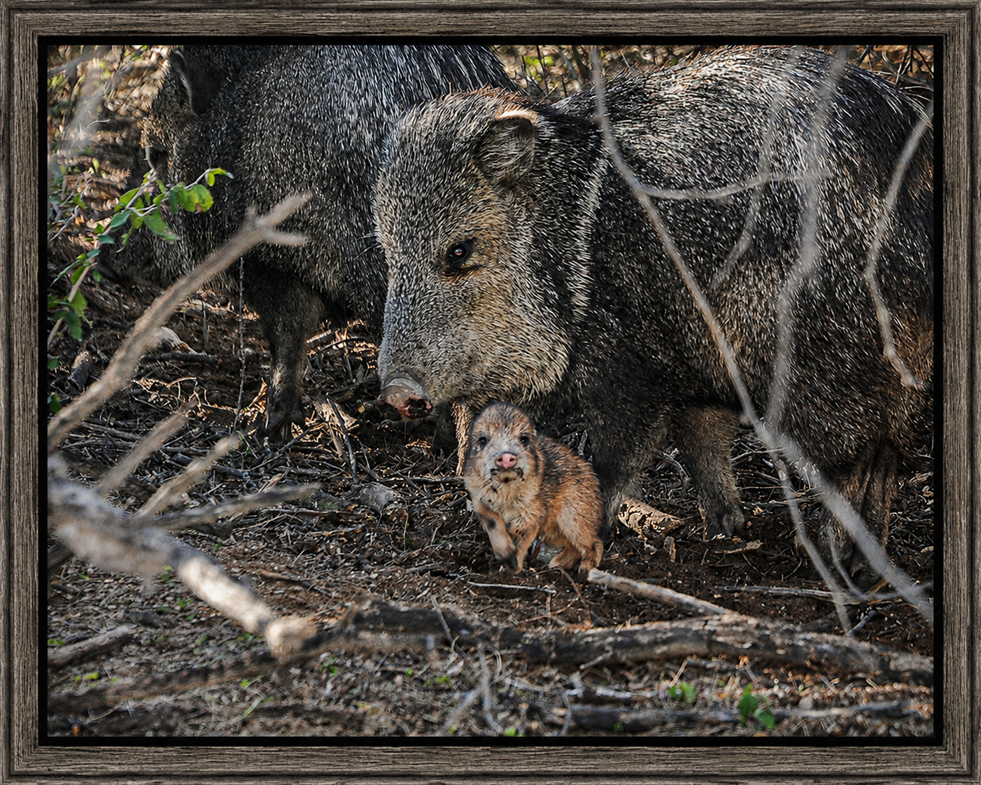 Framed Javelina Family in the Brush.png