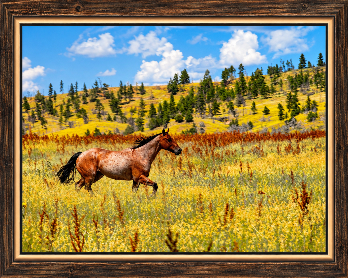 Framed Horse in a Wildflower Meadow.png