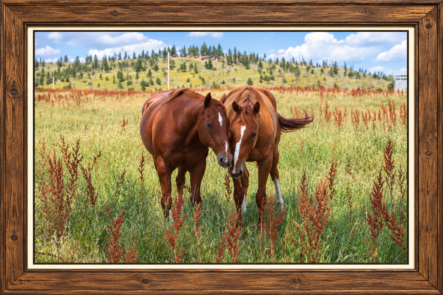 Framed Meadow Horses at Sunset.png