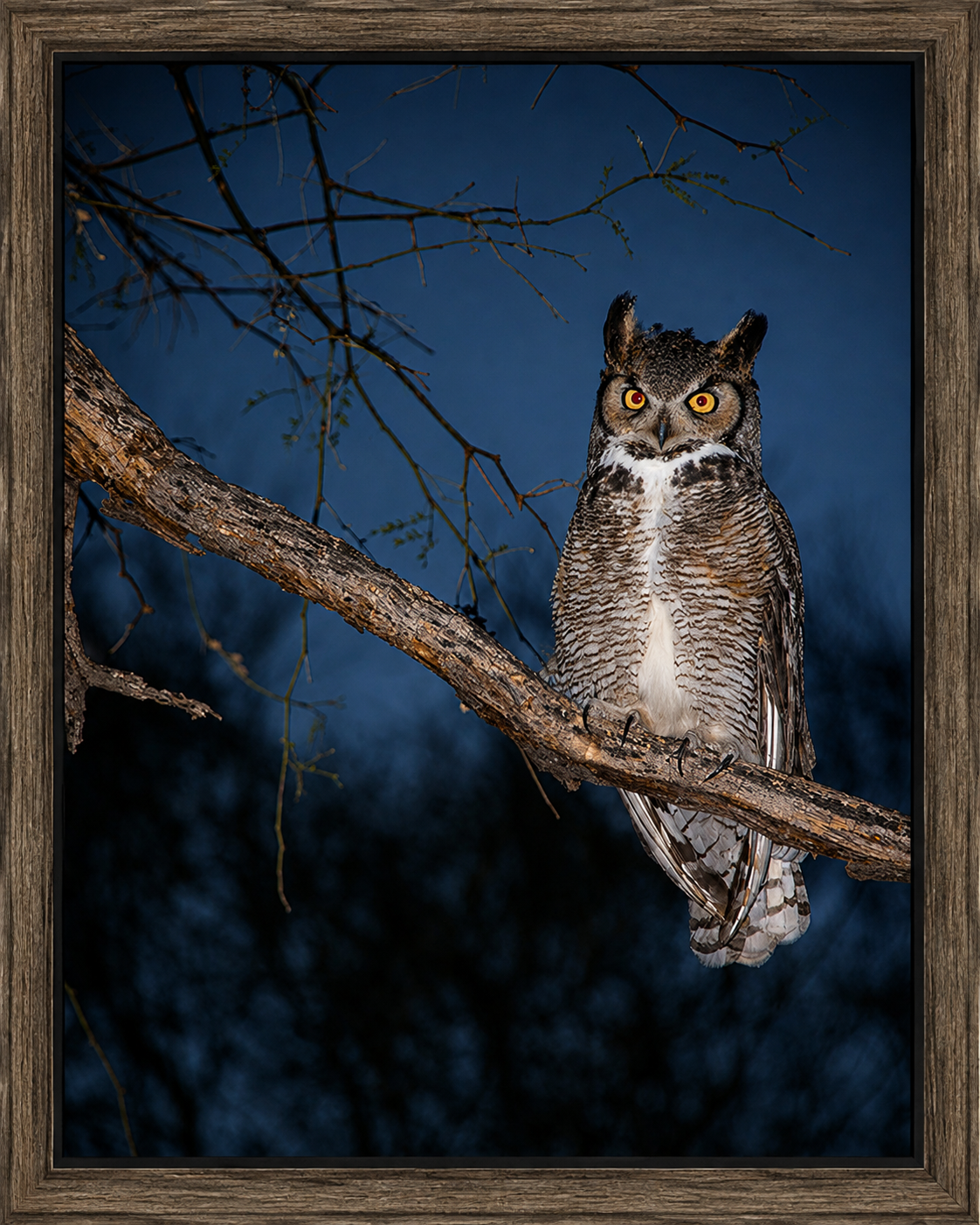 Framed Great Horned Owl at Dusk.png