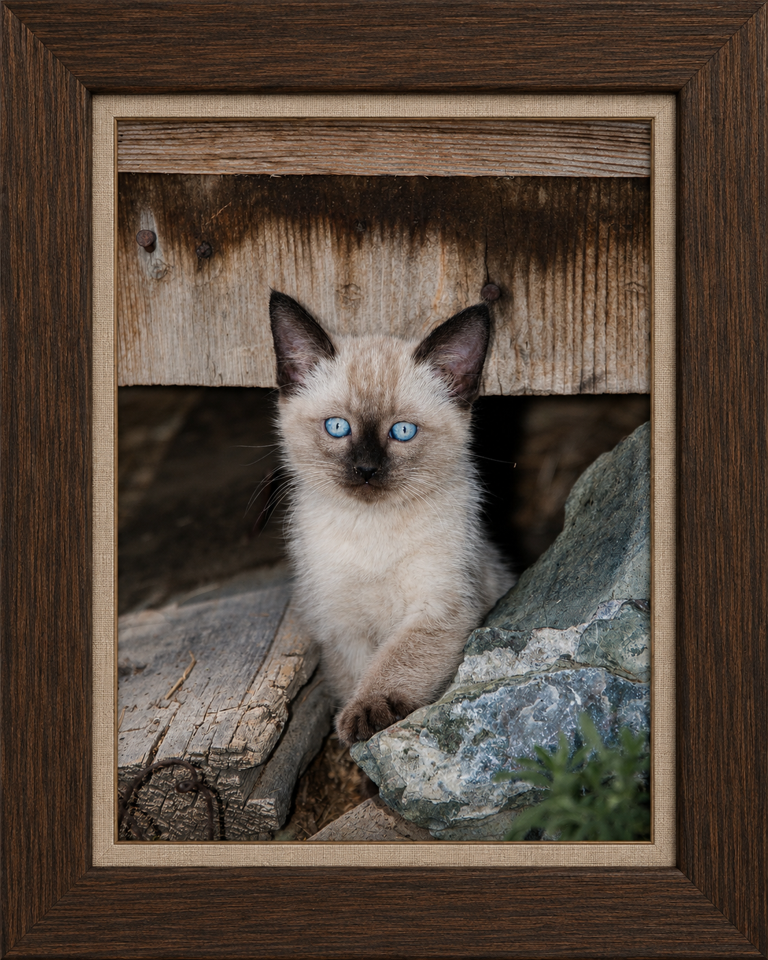 Framed Rustic Kitten Portrait.png