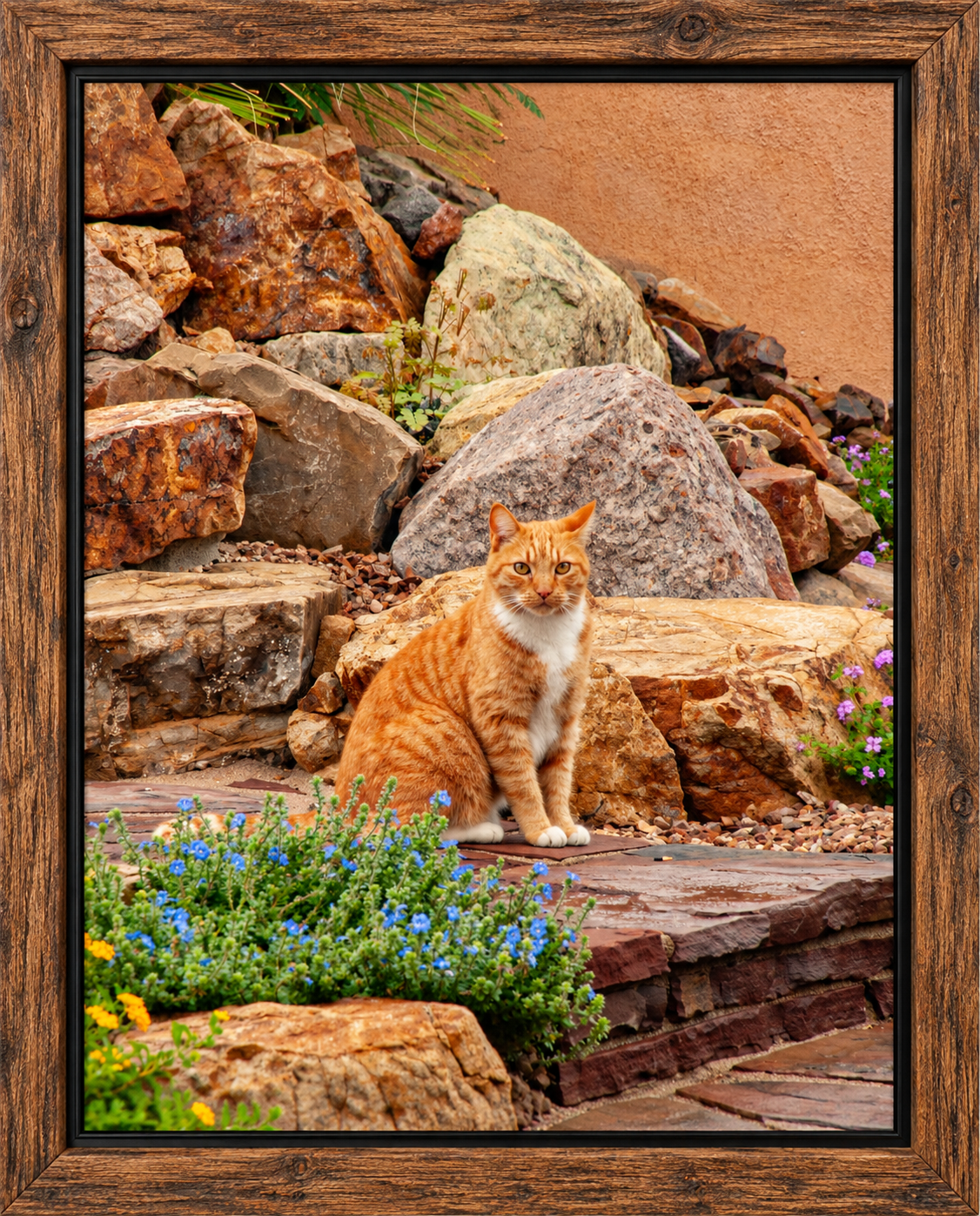 Framed Tabby in a Rocky Garden.png