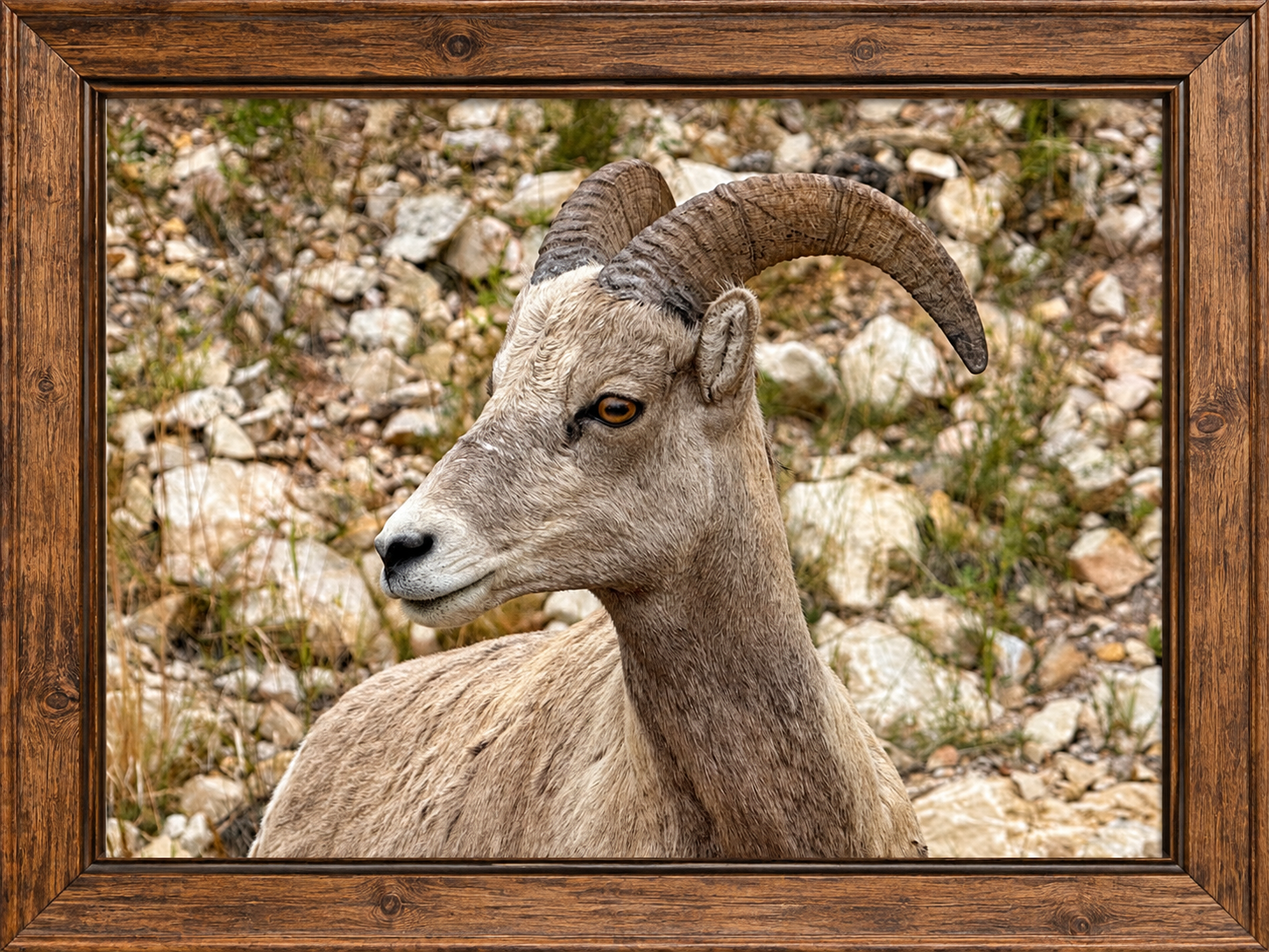 big horn.png