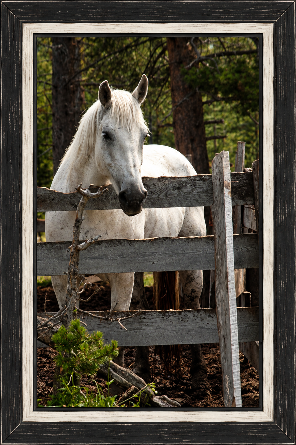 Rustic Framed Horse Portrait white.png