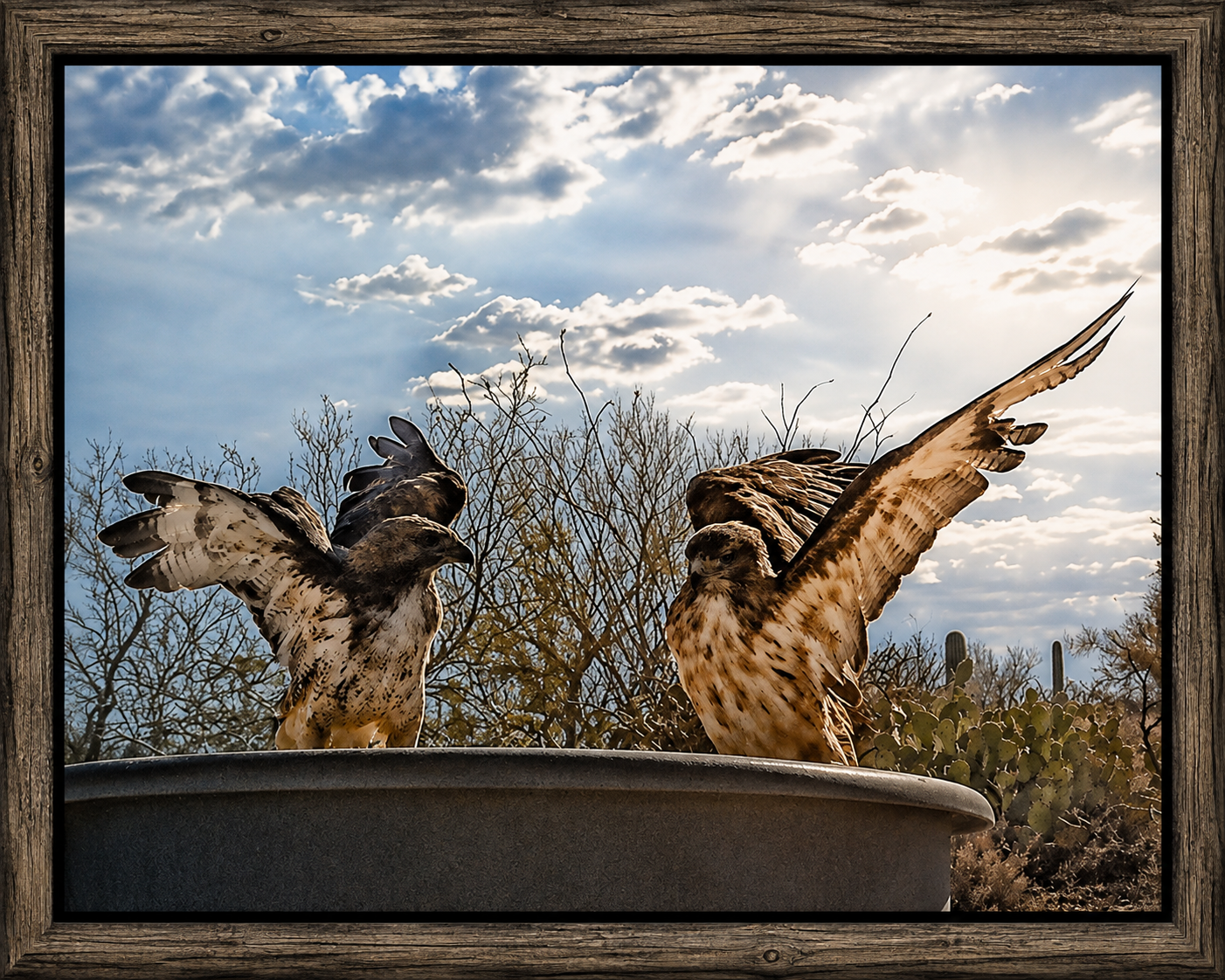 Desert Hawks at the Birdbath.png