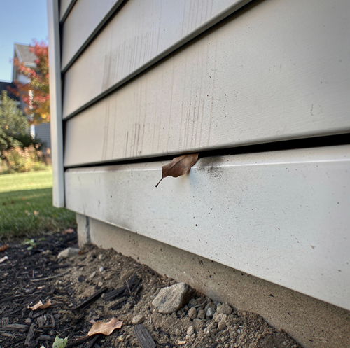 yellow jackets entering gap in house siding wall