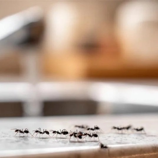 Farmington Valley Spring Ant Series: Why Ants Suddenly Appear in Spring?