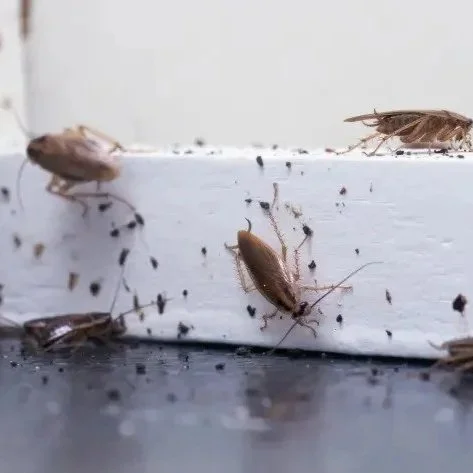 Farmington Valley Pest Series: Conquering Cockroach Hideouts This April