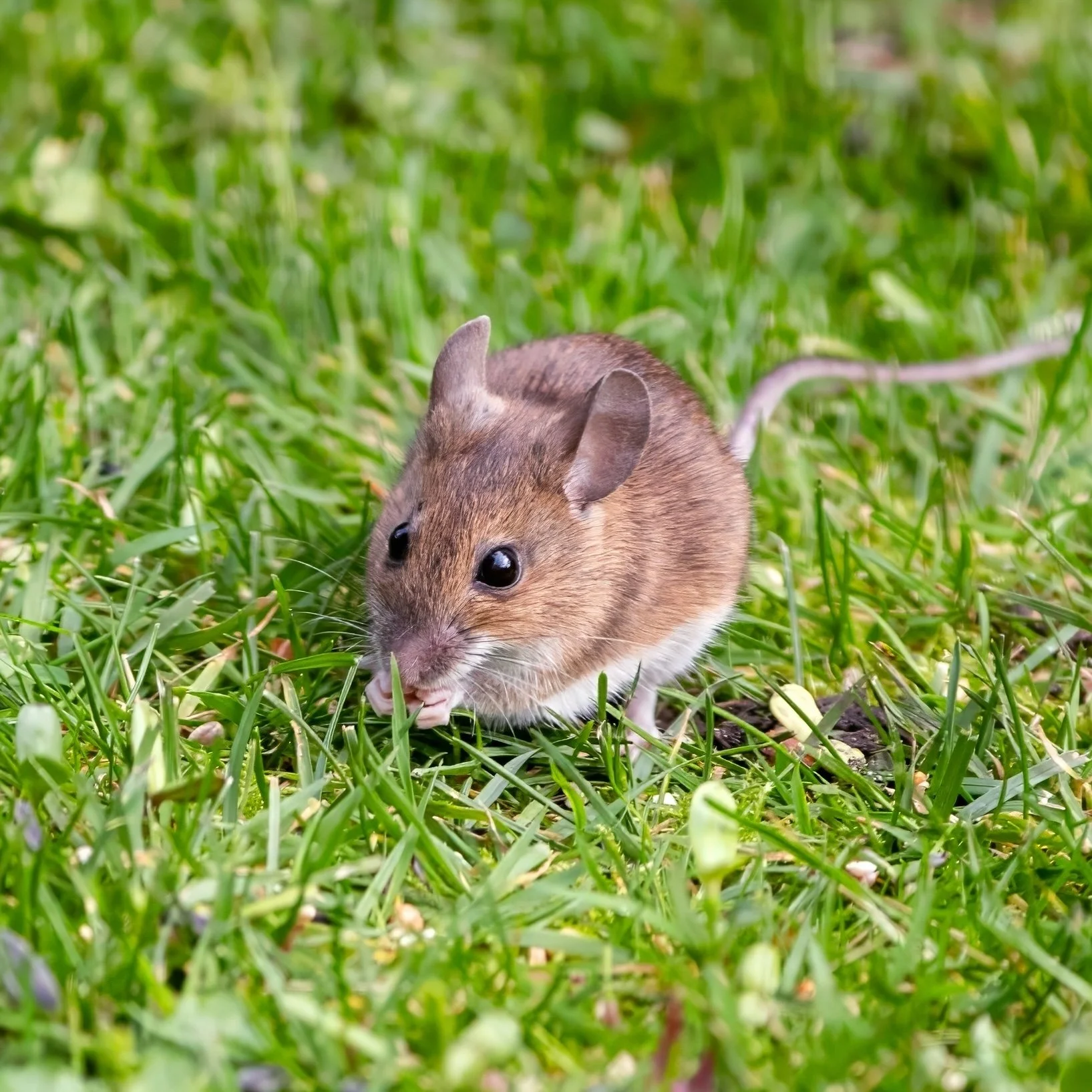 Farmington Valley Spring Mice Series: Are Mice Still Active in Spring?