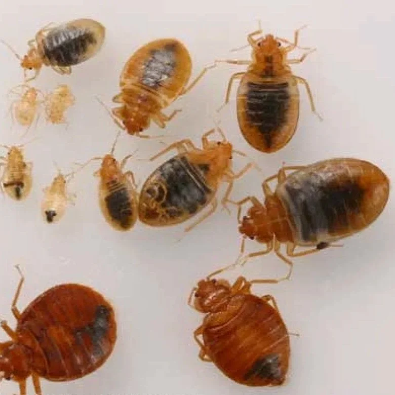Farmington Valley Winter Pest Series: Banishing Bed Bugs in the Chill of March