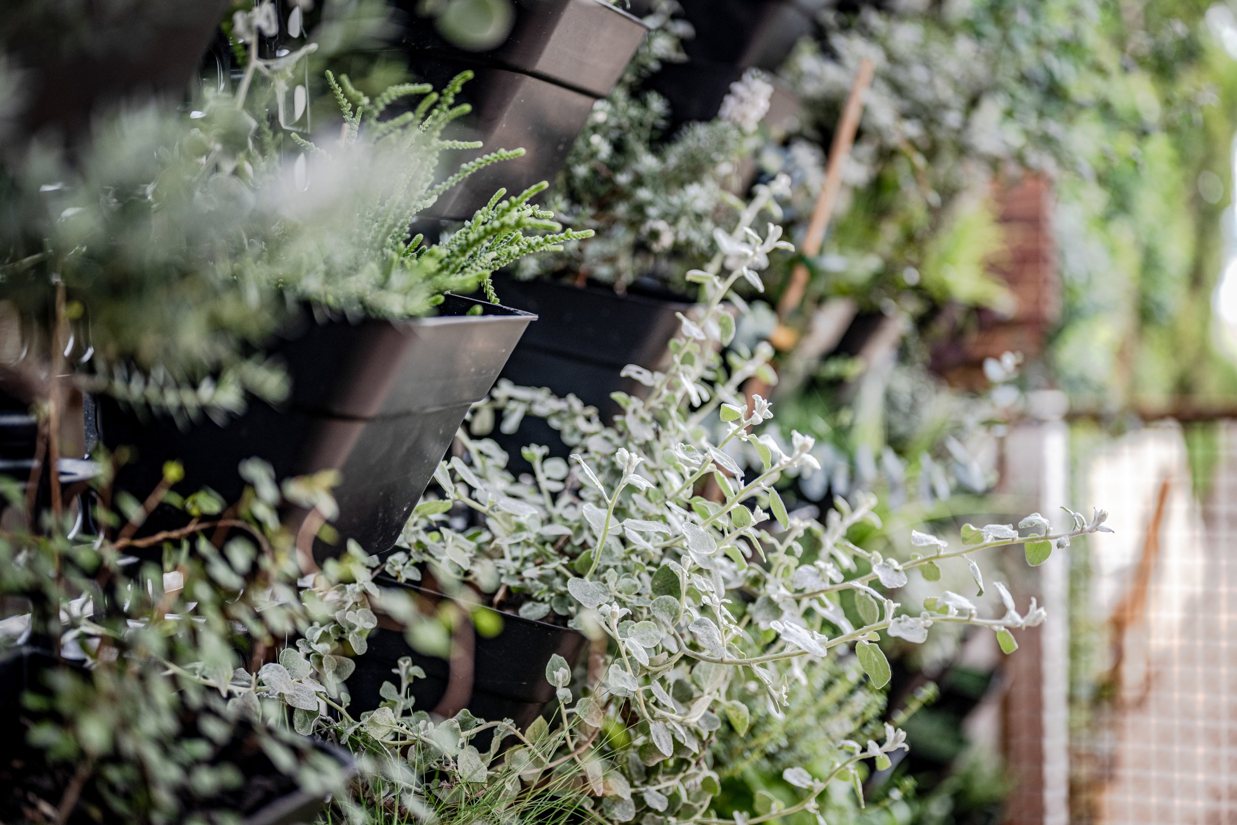 A row of black plant pots with various green and silver plants, set against a metal fence and a brick wall, with trees in the background.
