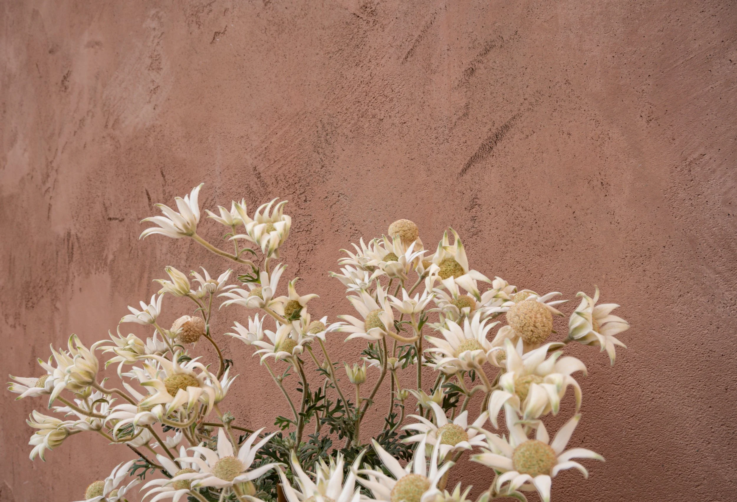 Native flannel flowers against a textured terracotta wall.